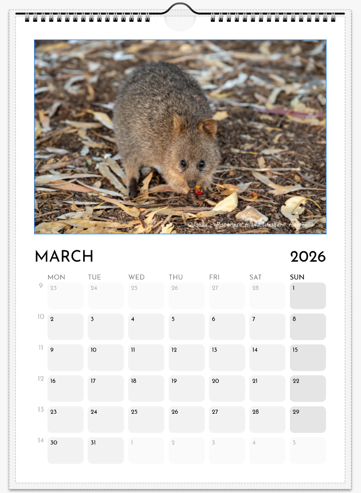 03-Quokka.png