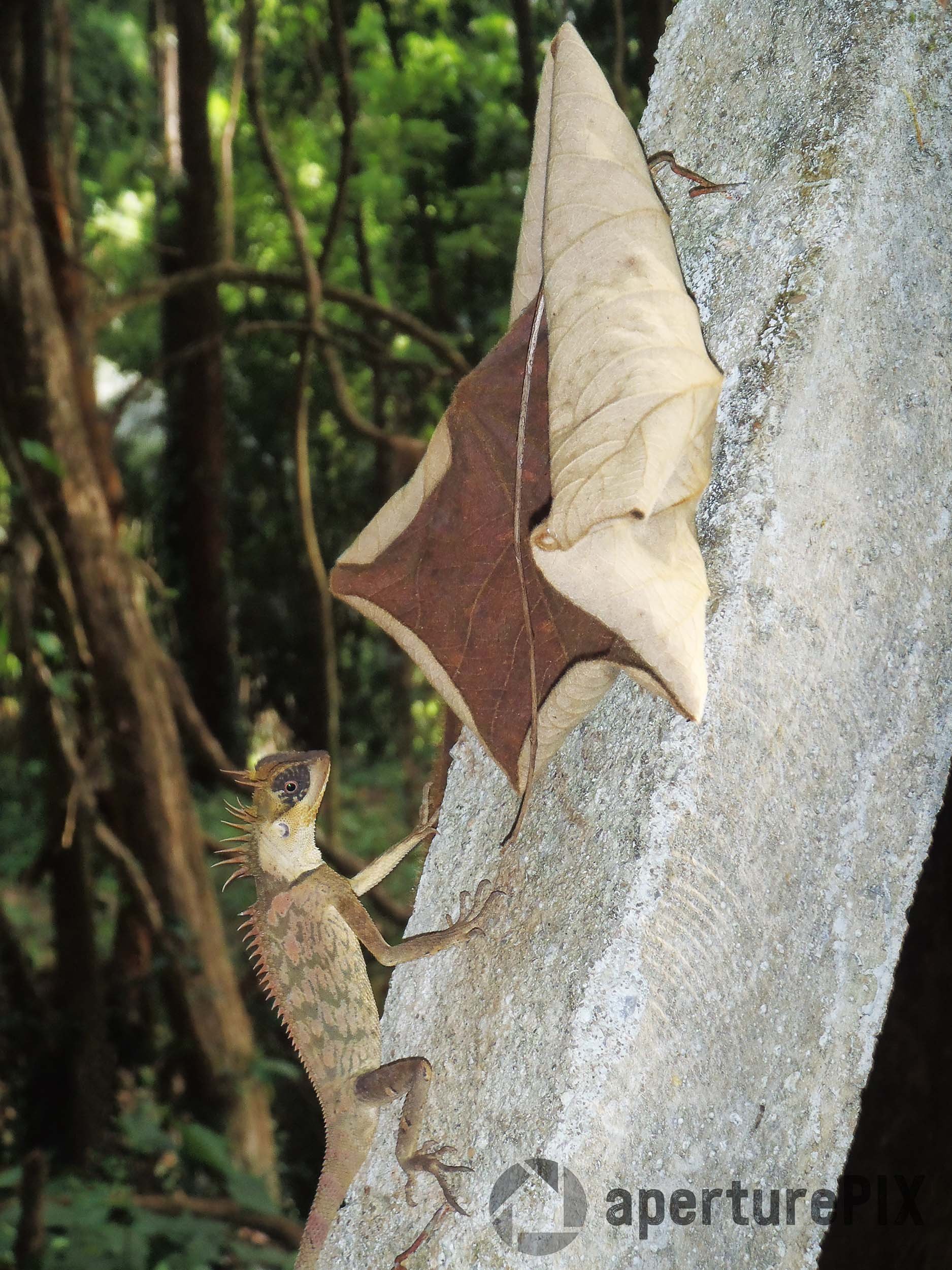 Cardamom Tree Dragon Thailand