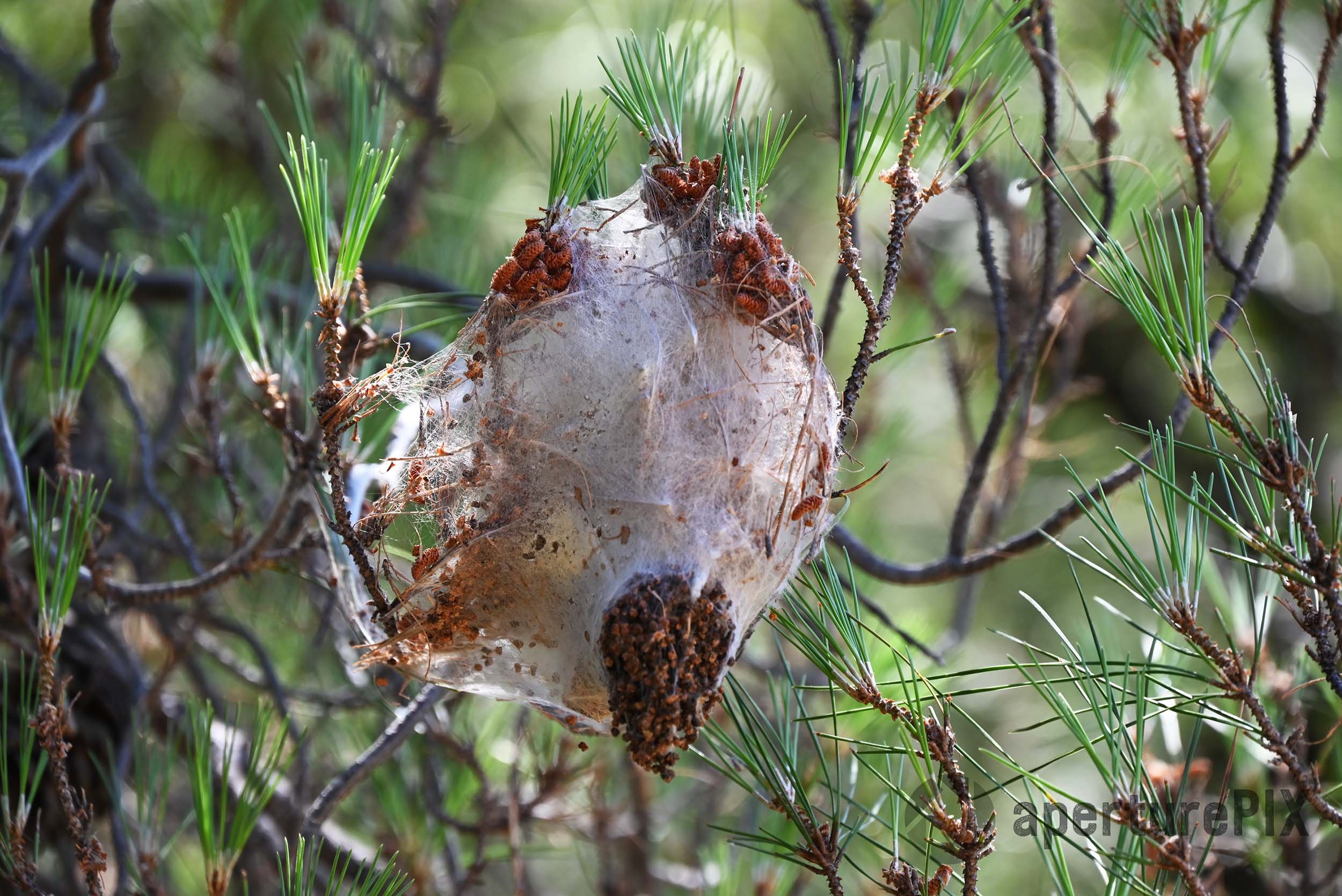 Web in Pine Tree Branch