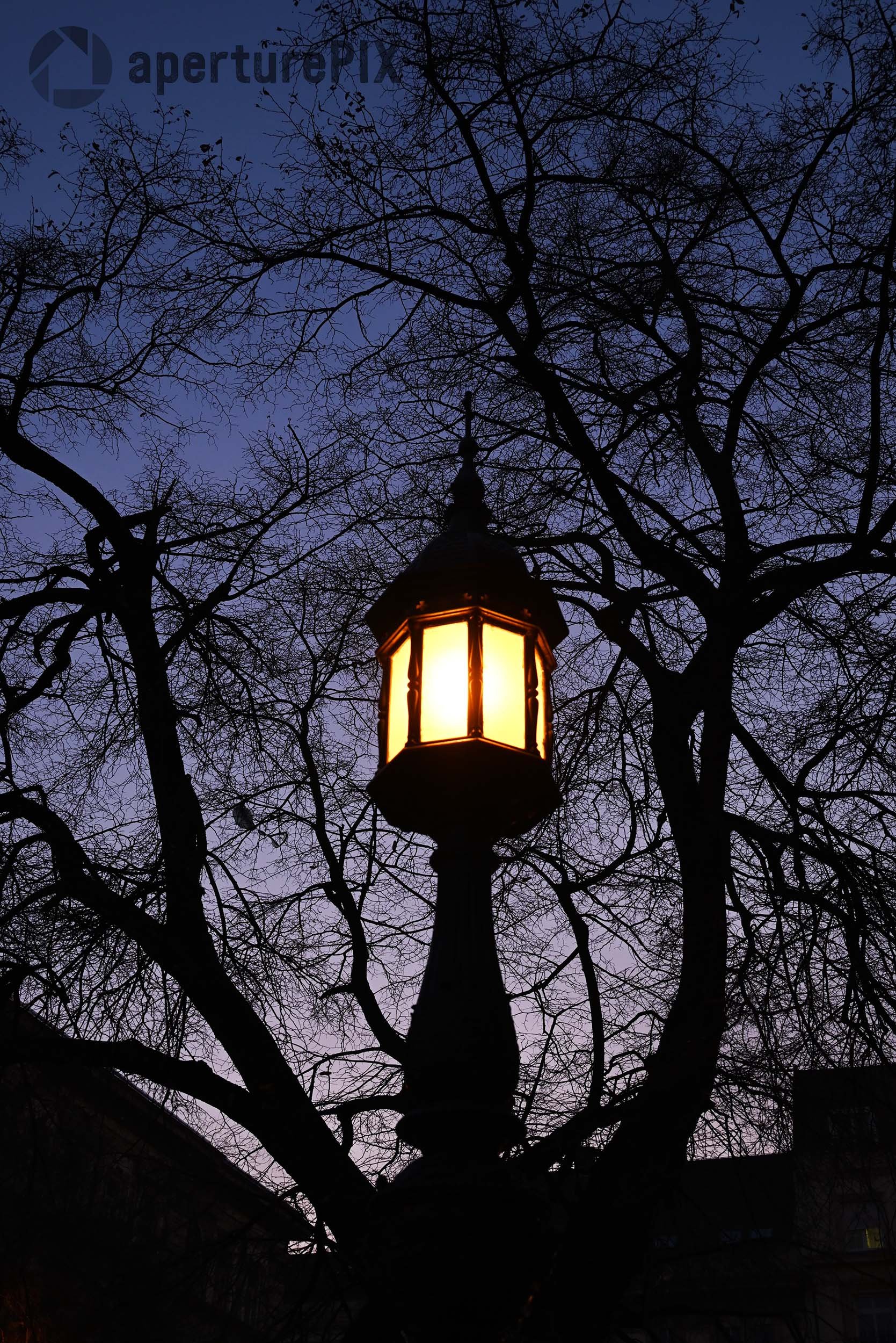 Streetlight in front of tree Budapest