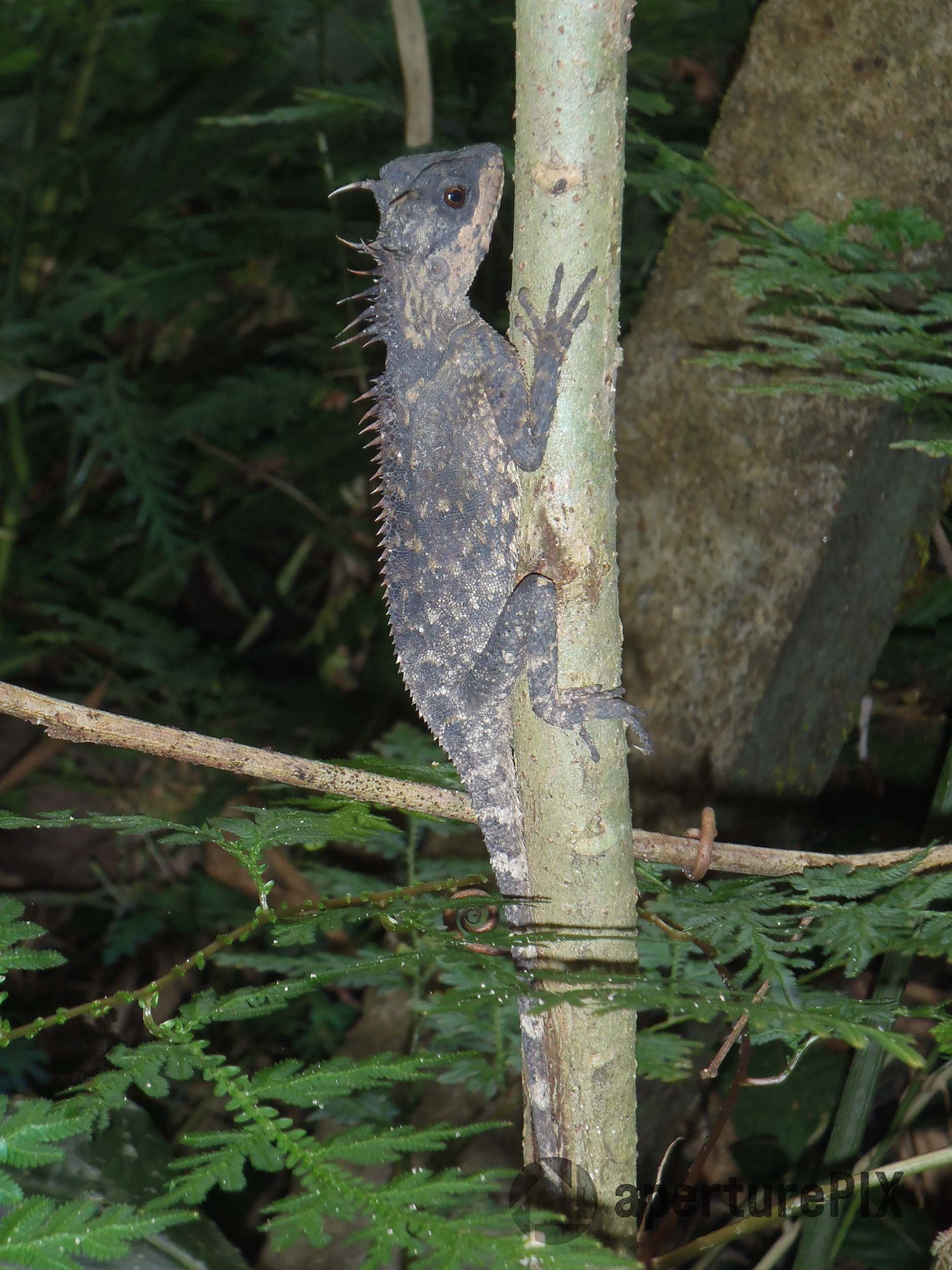 Tree Dragon in Thailand