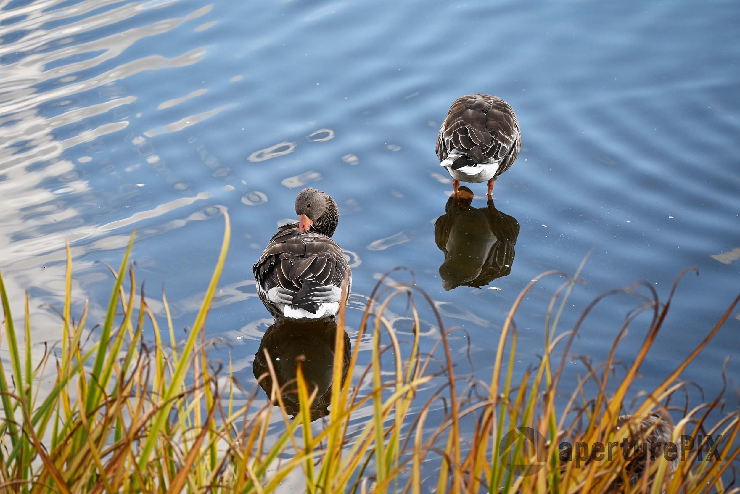 Two Wild Geese in Moritzburg