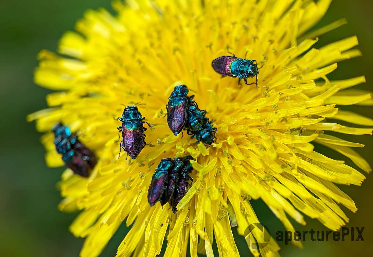 Dandelion with colourful bugs