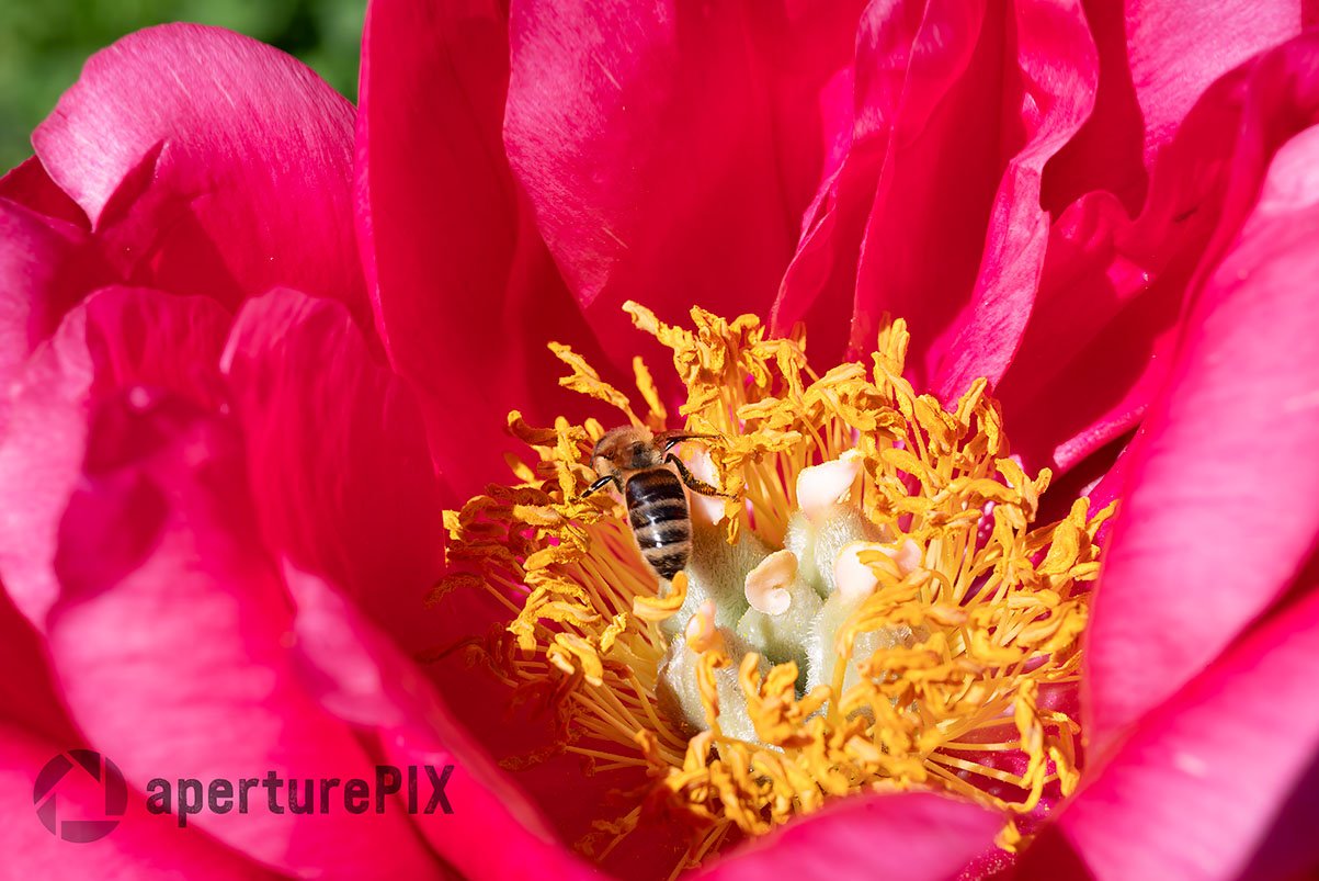 Red Peony with honey bee