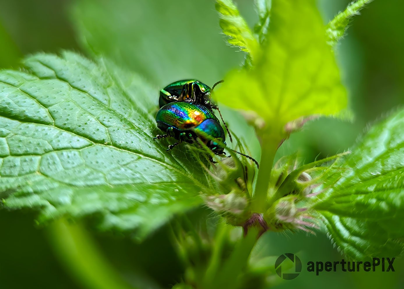 Rainbow-coloured Beetles
