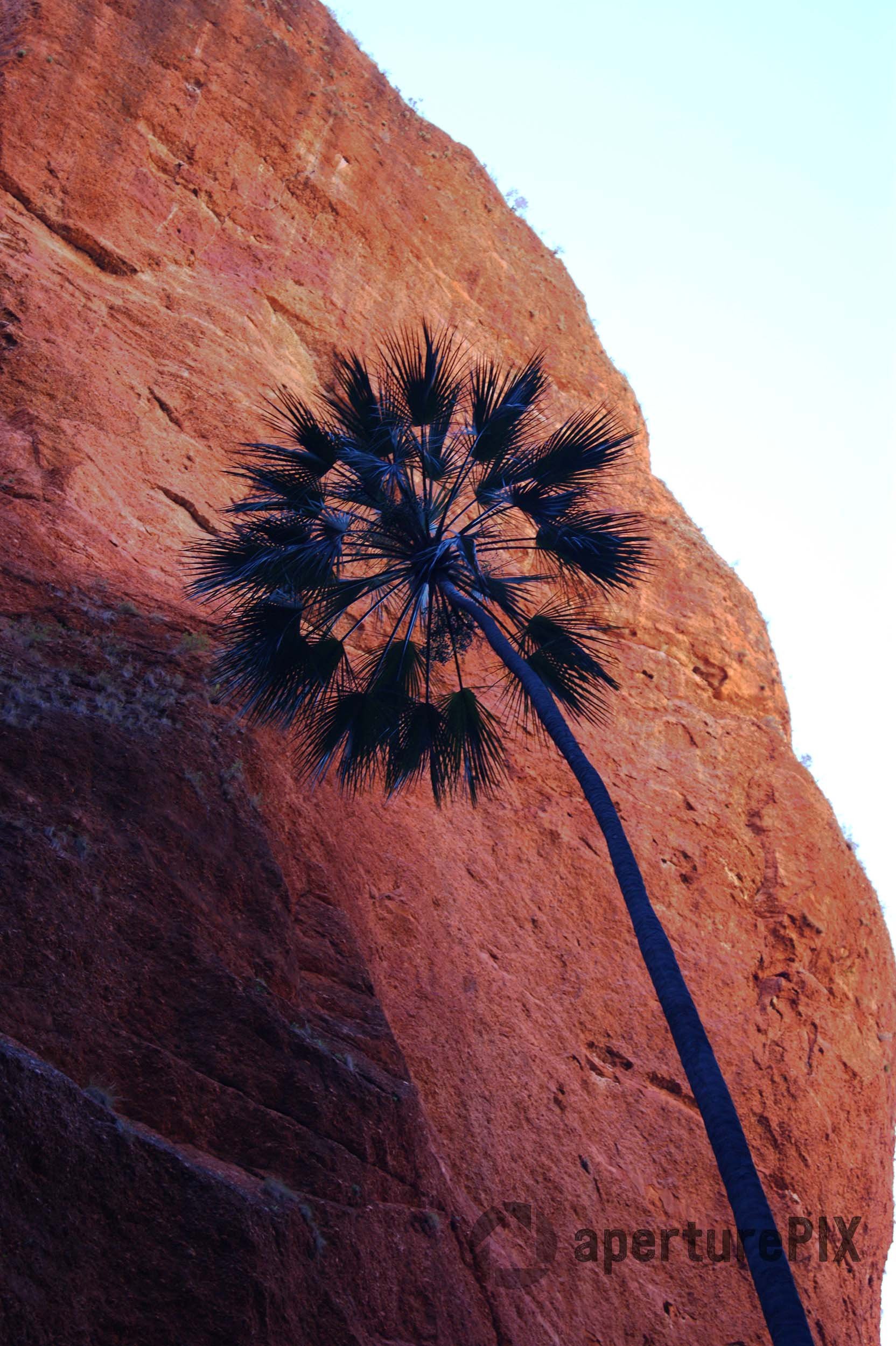 Ancient Palm Tree in the Bungle Bungle Range