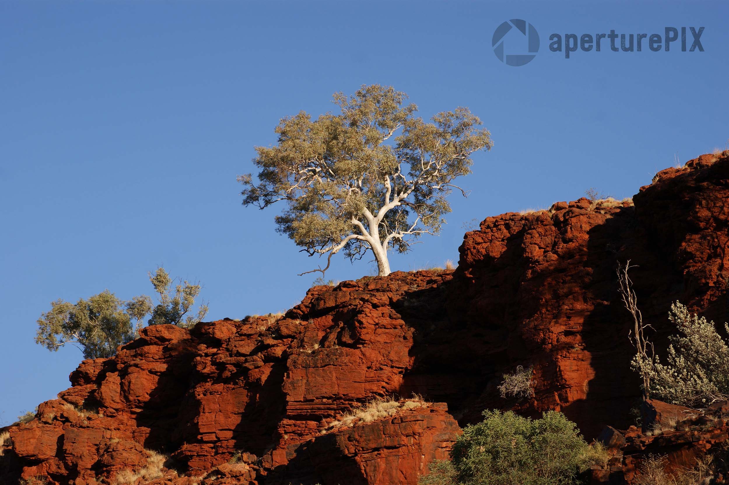 Ghost Gum Tree on a cliff in Karijini National Park WA