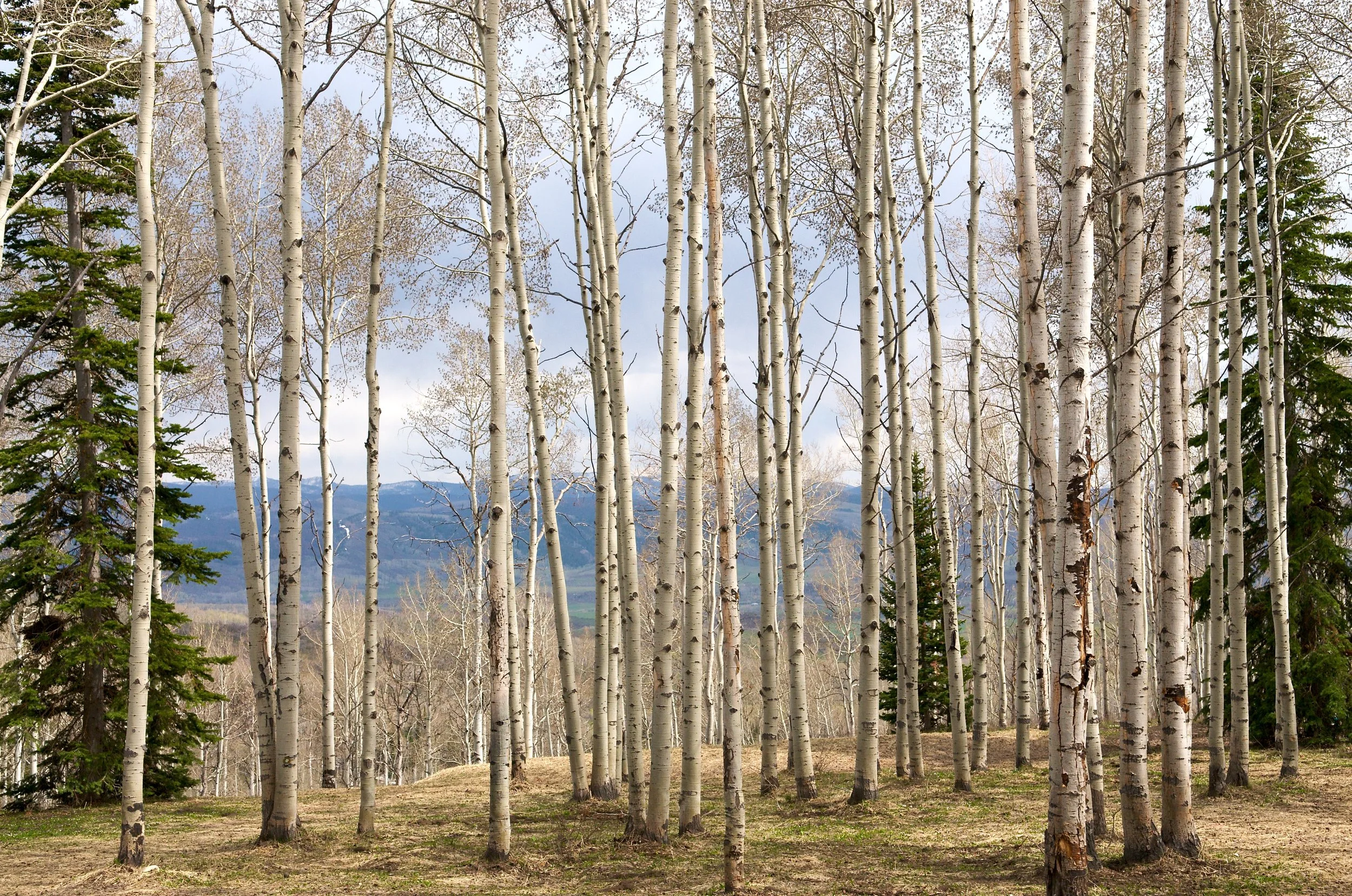 aspensclarke_001 copy.jpg