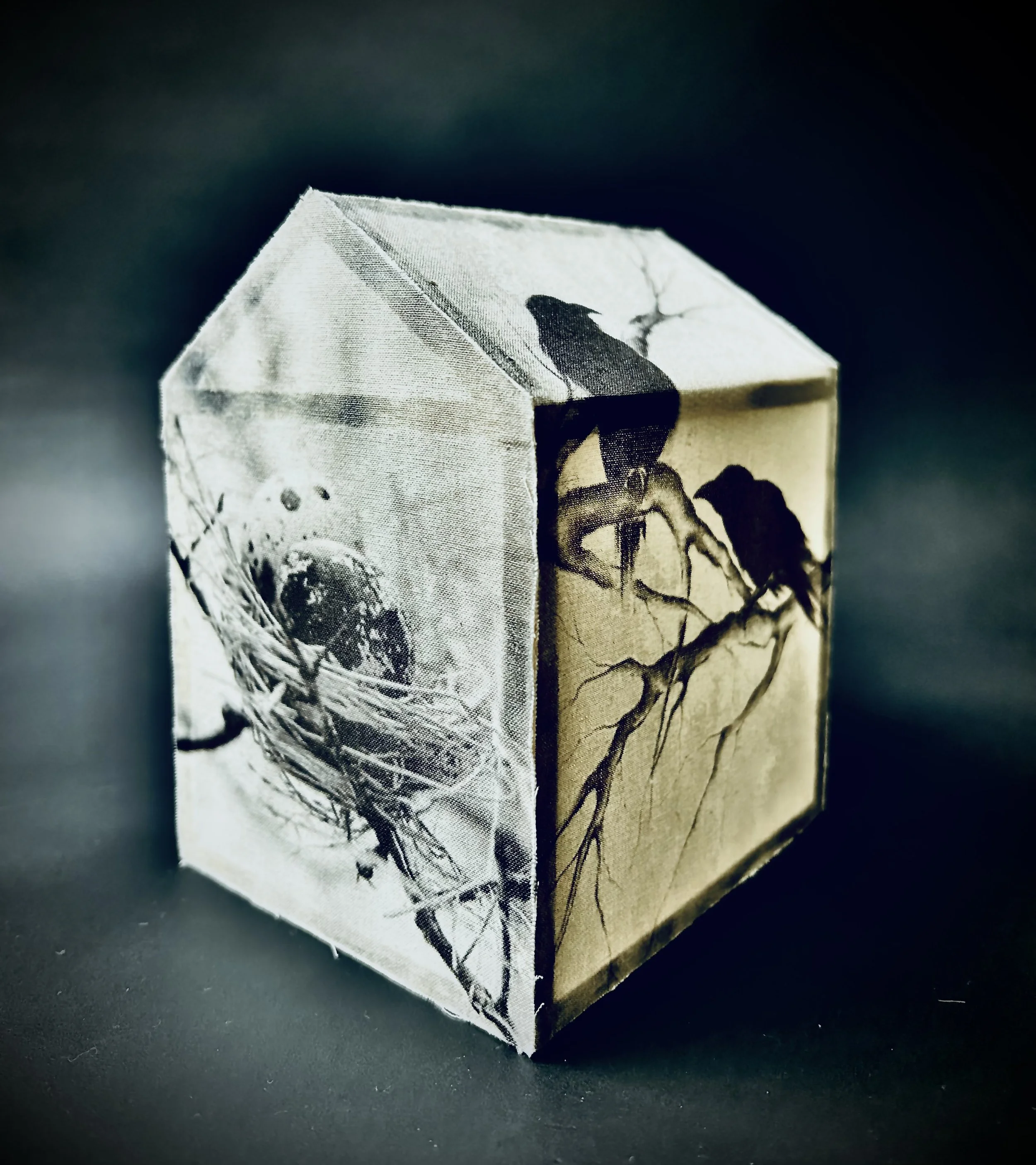 IMG_3385 - Julie Williams.jpeg