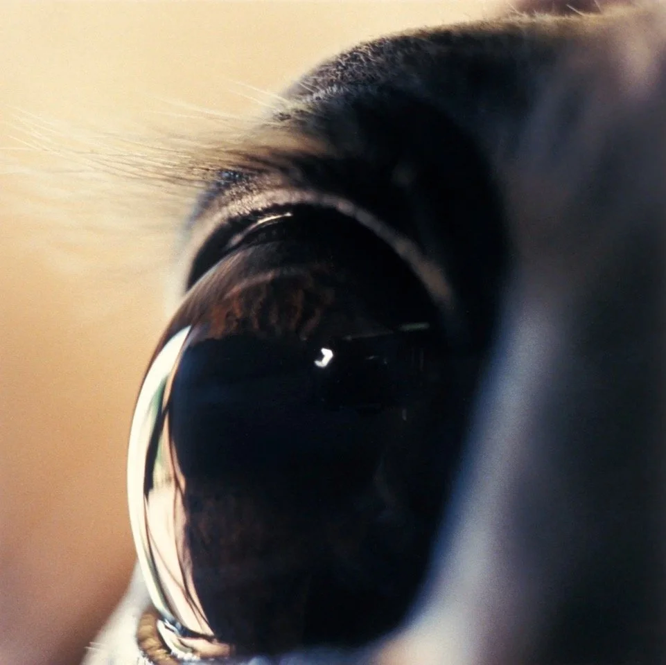 horse+eyes+'99.15.jpeg