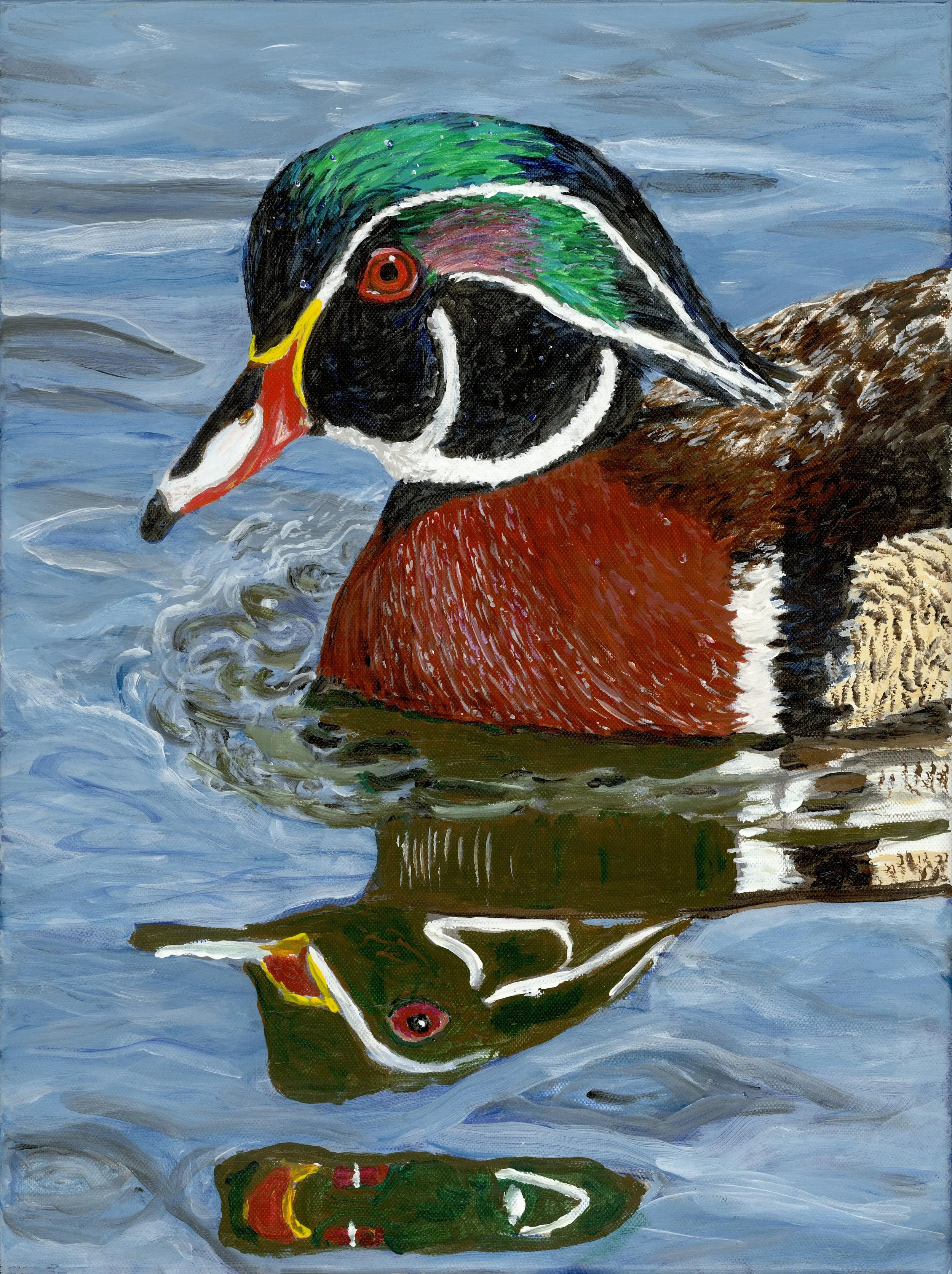 Wood Duck Miller scan adj MED - Jesse Sublett.jpg