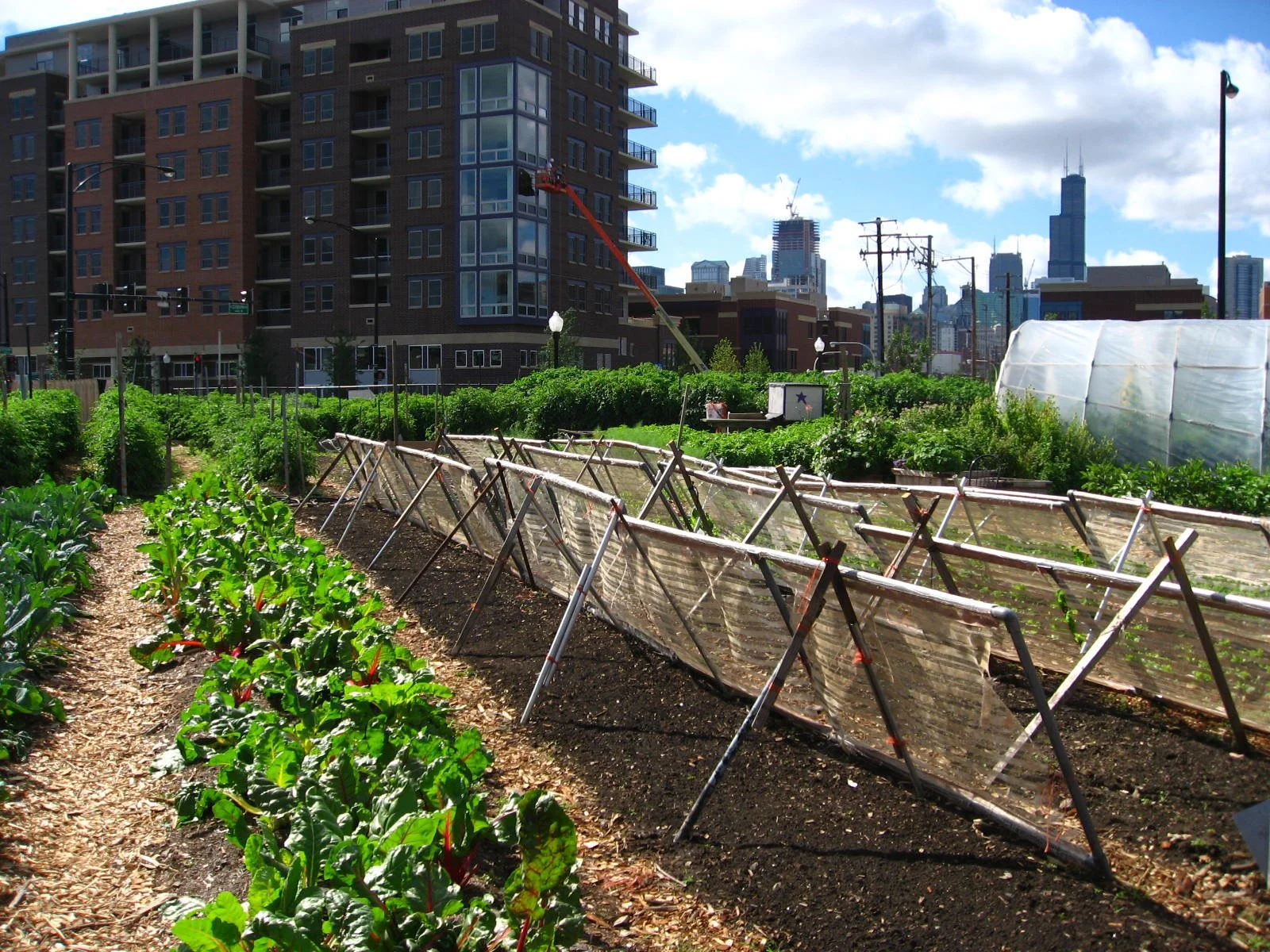Chicago urban farm 