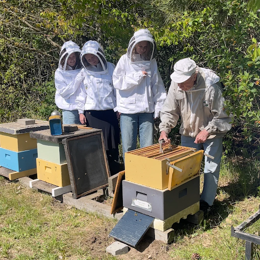 denmark bees.png