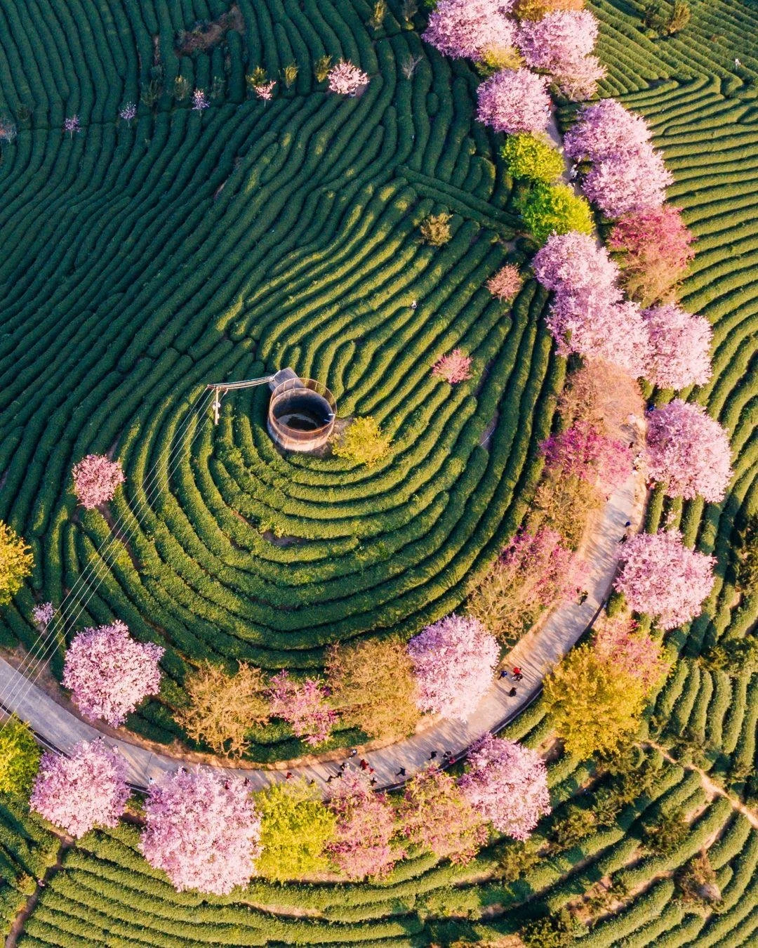 There&rsquo;s something about travel when everything is in bloom.

Cherry blossoms in Kyoto. Tulip fields outside Amsterdam in full color. Lavender beginning to wake up in Provence. Bougainvillea spilling over white walls in Santorini.

It&rsquo;s th