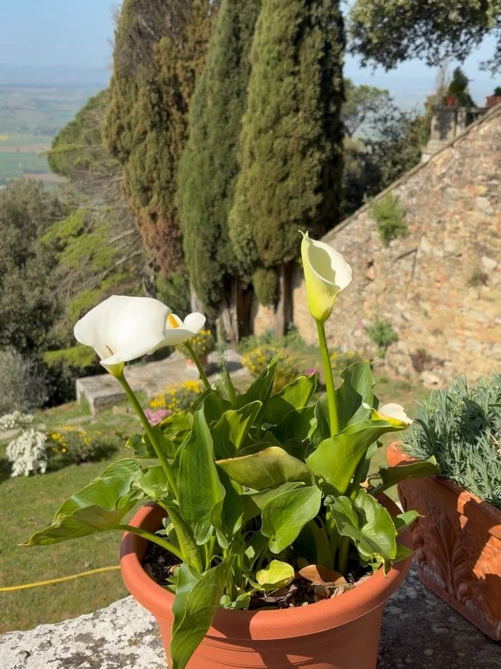 Just back from Umbria &mdash; Italy&rsquo;s &ldquo;green heart&rdquo; and a destination that feels intentionally undiscovered 🌿🍷🏰 ✨

Think truffle hunts through oak forests, Sagrantino tastings in Montefalco, and private access to centuries-old ar