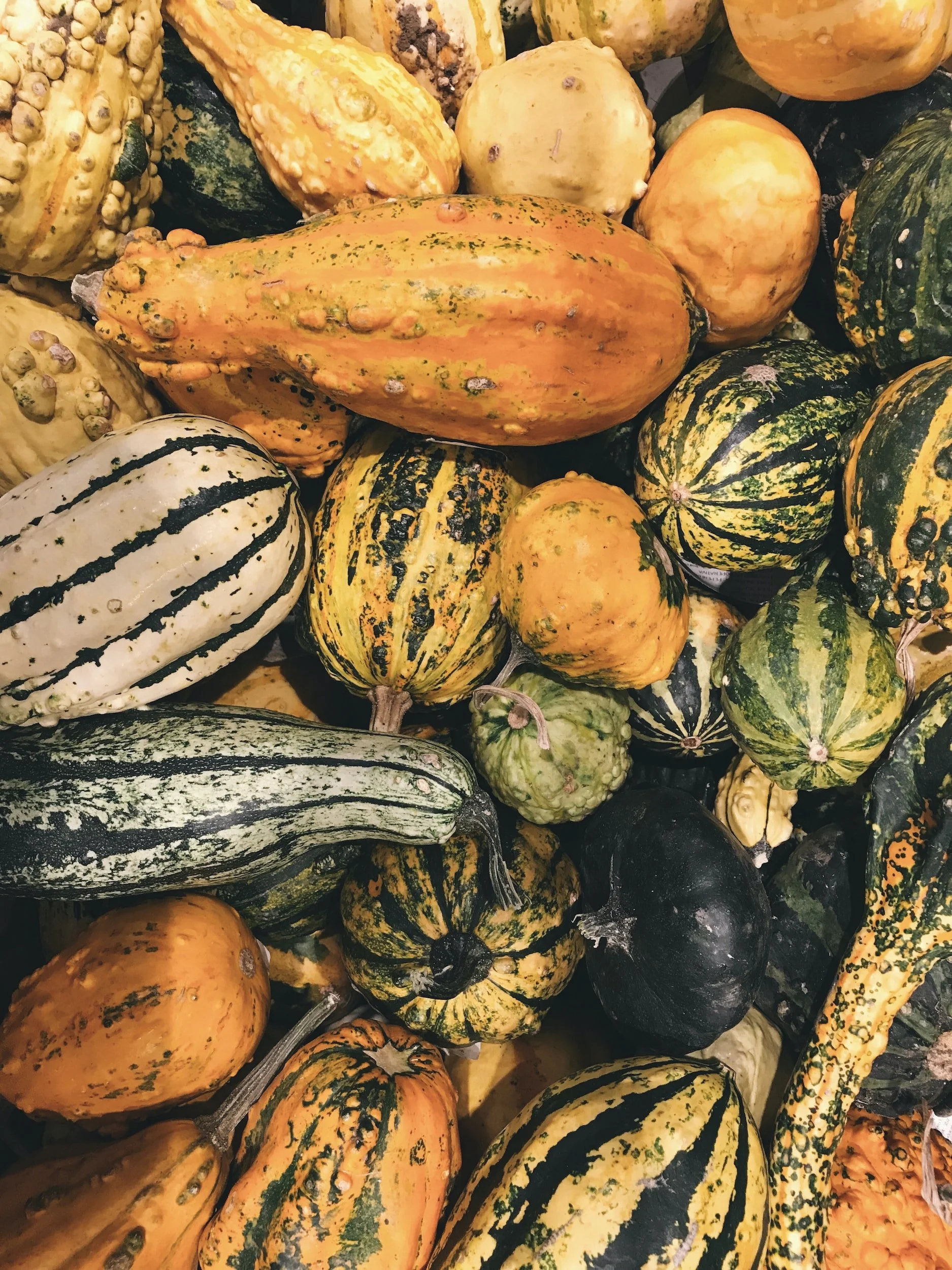 Fall Harvest: Winter Squash