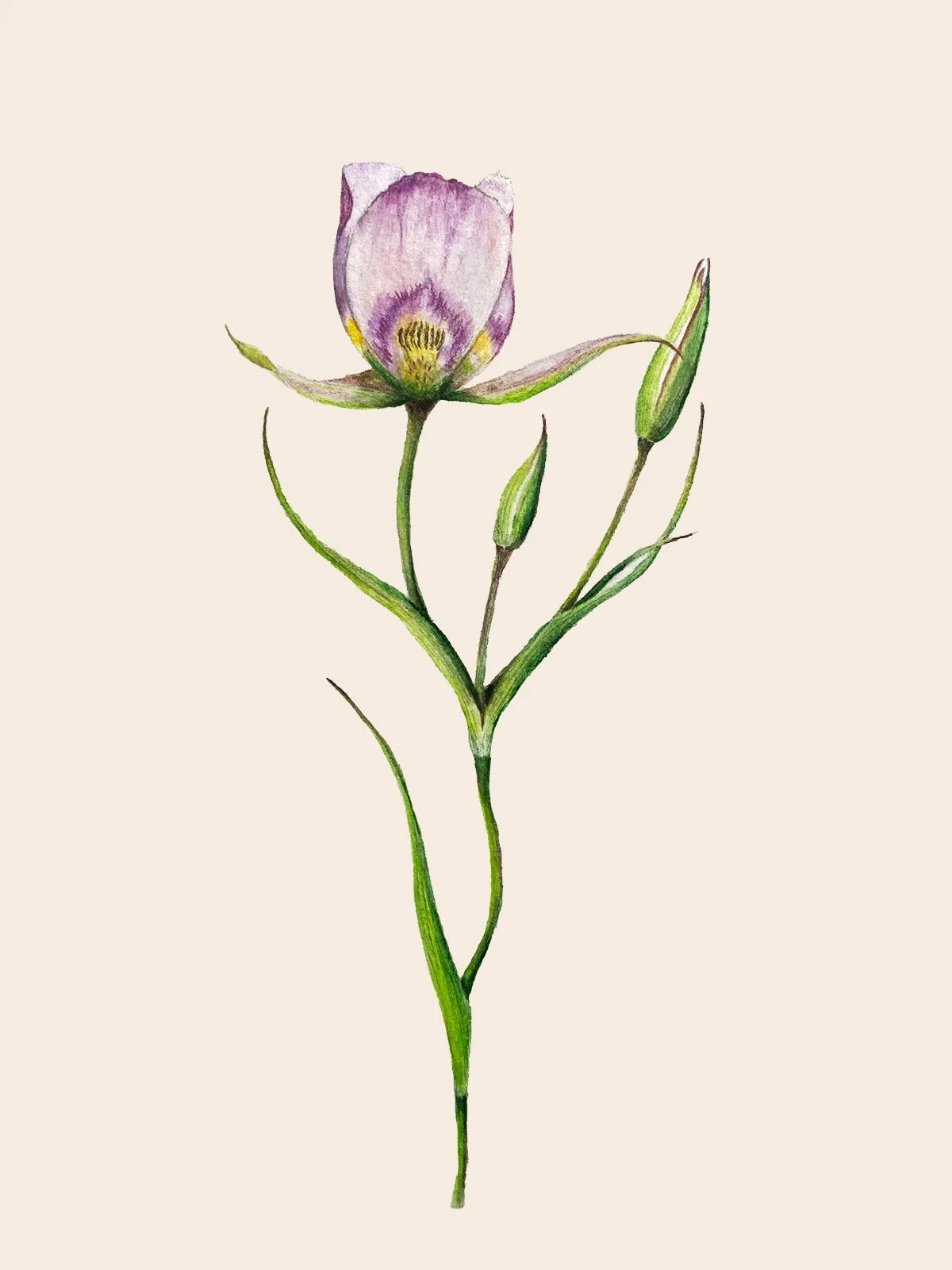 Botanical watercolor drawing by Tara Goetz of a purple mariposa lily with green buds and stem.