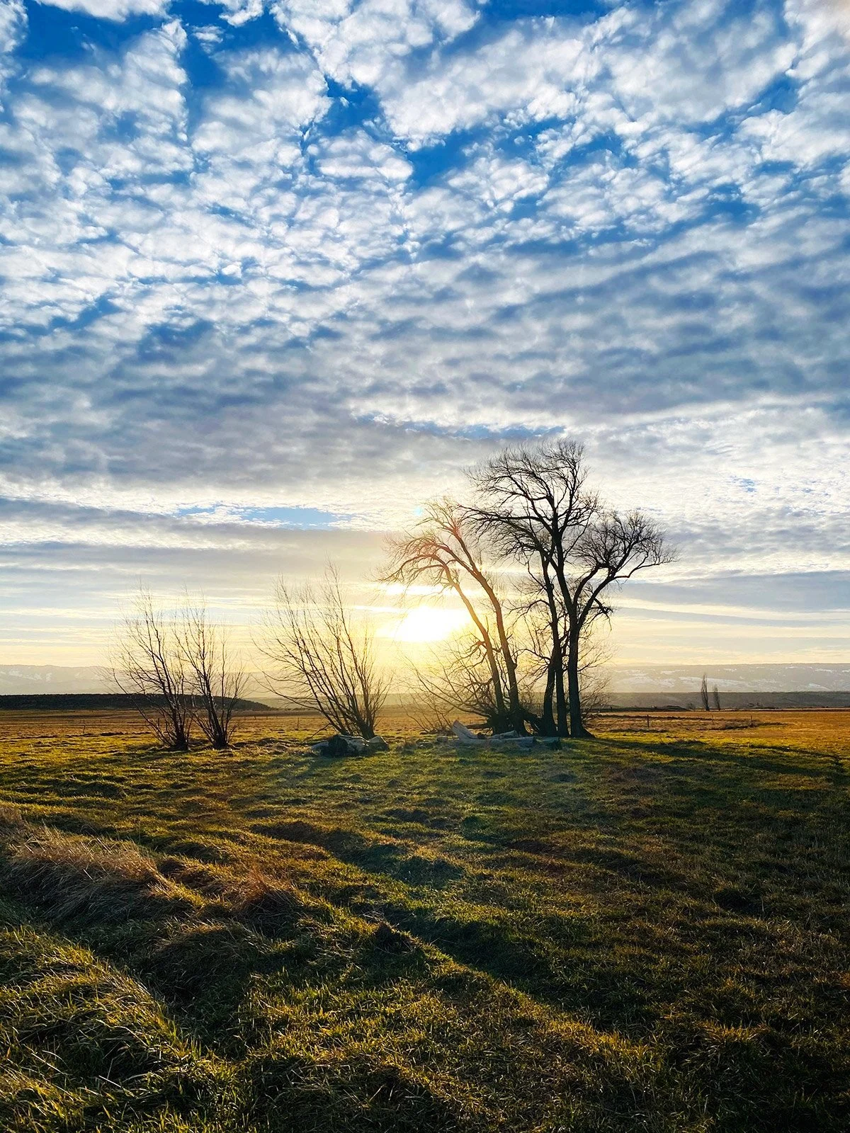 Landscape photograph by Tara Goetz showing sunrise over open field with silhouetted trees.