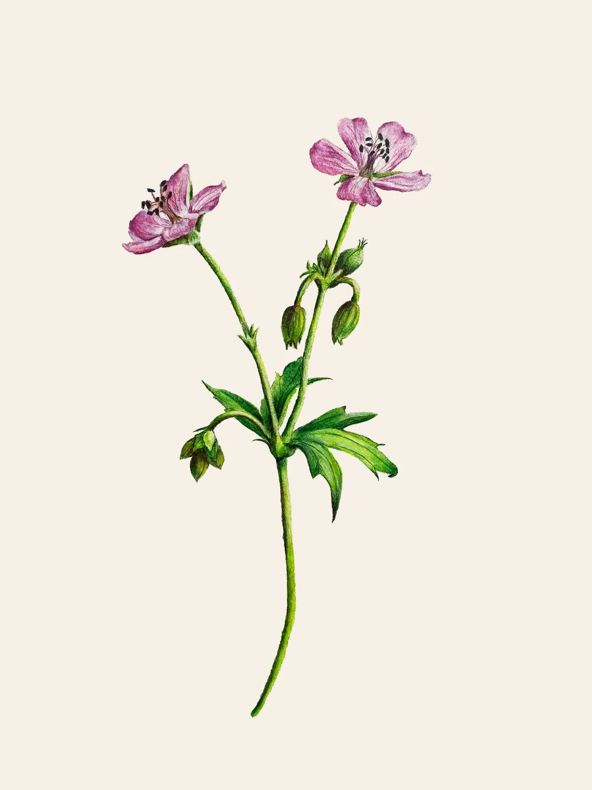 Botanical water color drawing by Tara Goetz of a wild pink geranium with green stem and buds.