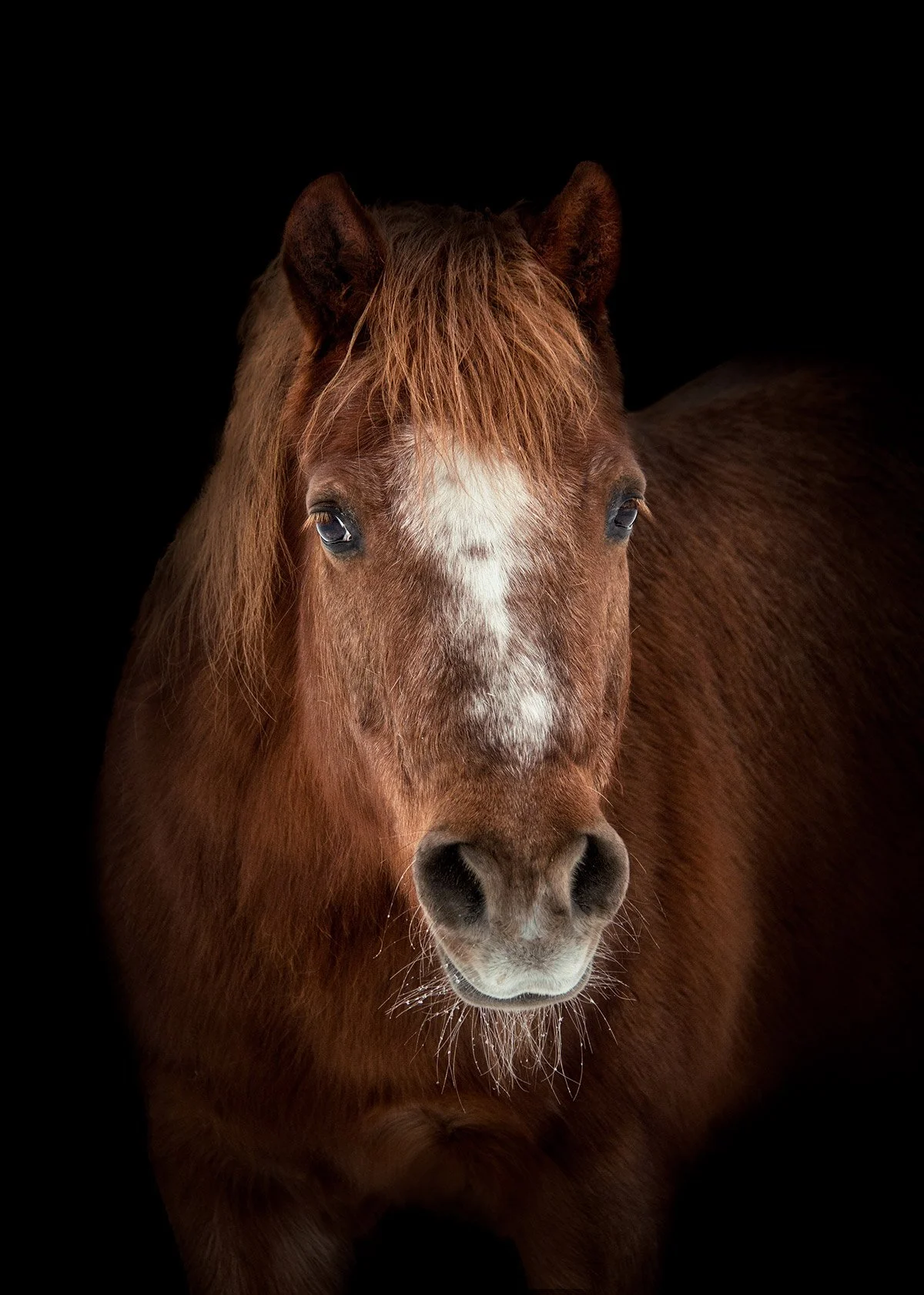 Portrait of a brown pony by Tara Goetz, photograph capturing gentle expression and fine hair detail.
