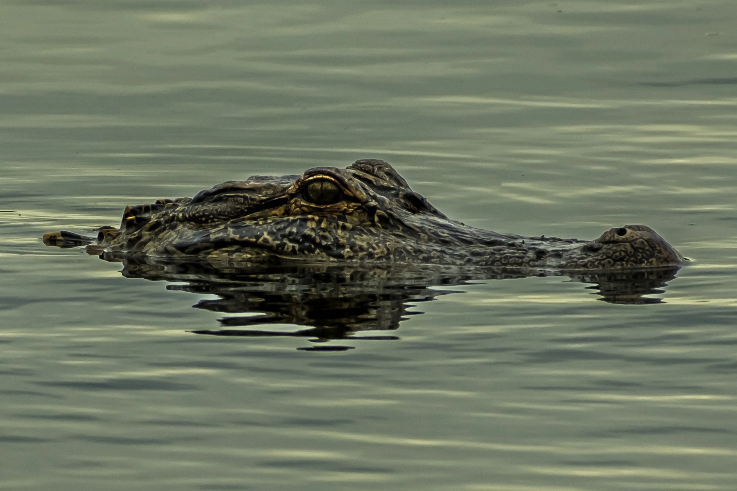gator.jpg