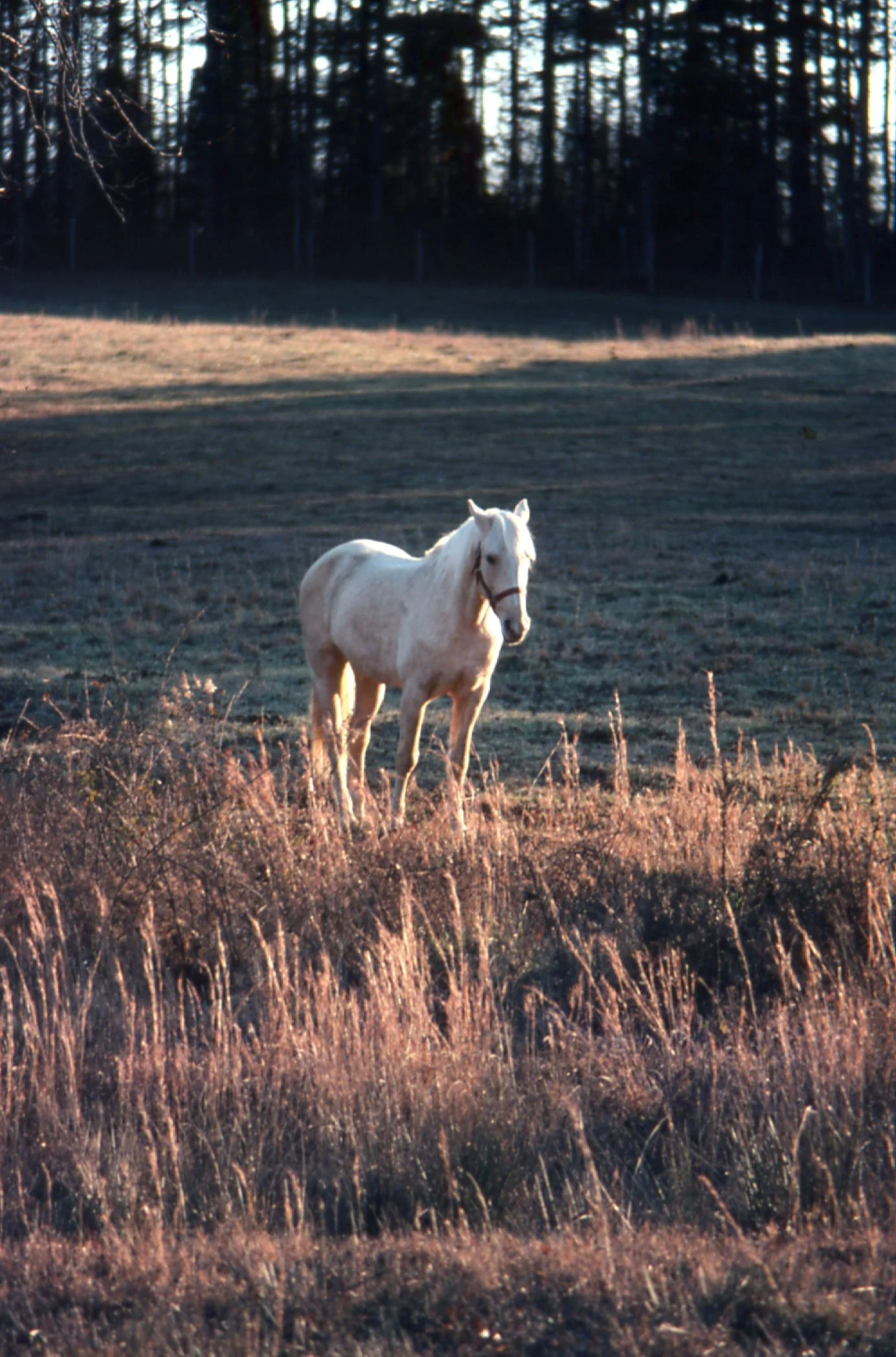 Horse No Work.jpg