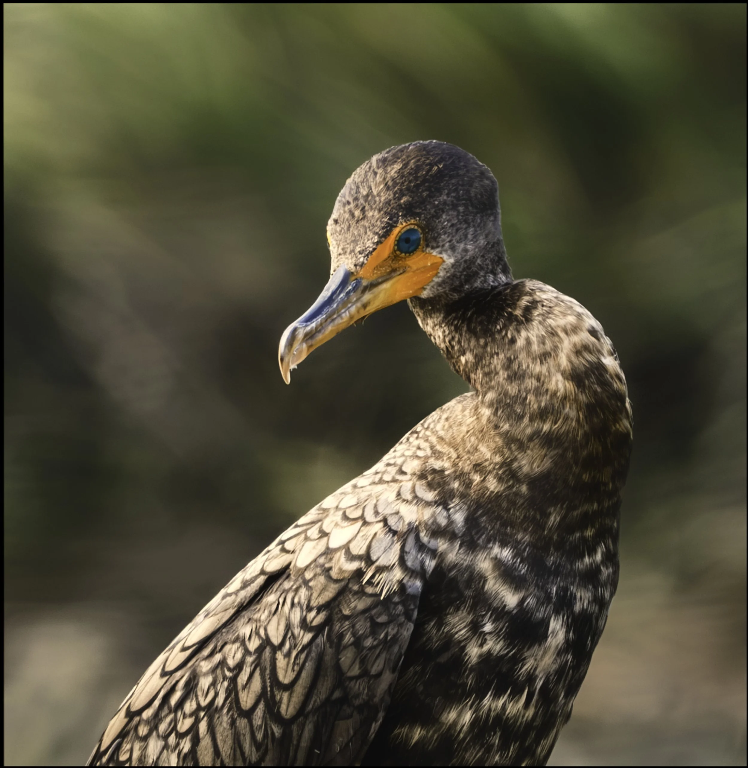 bird on post-2.jpg