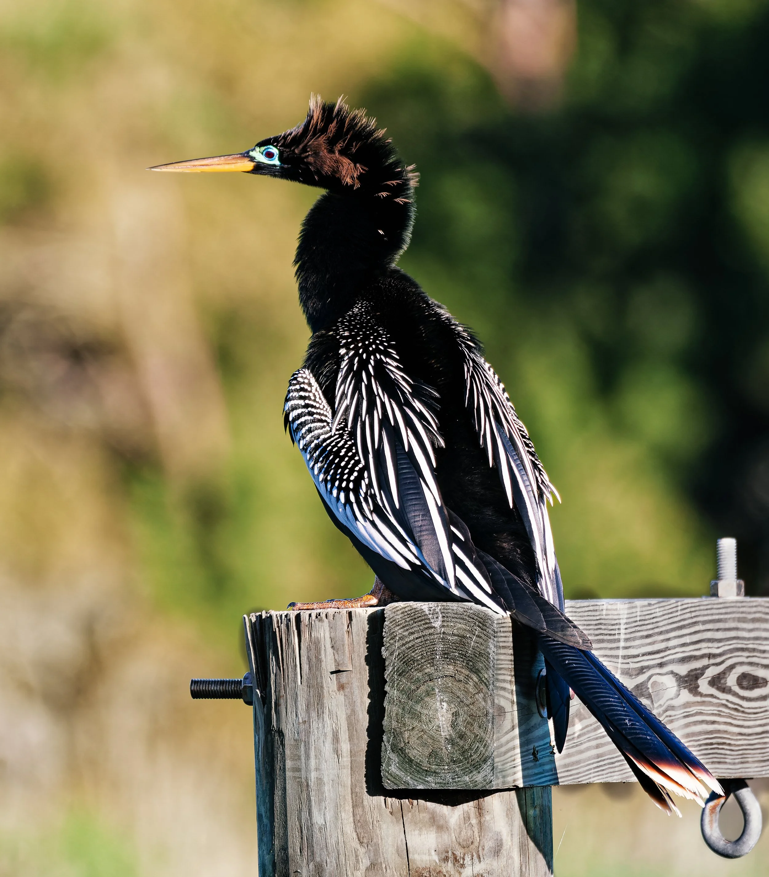 Anhinga.jpg