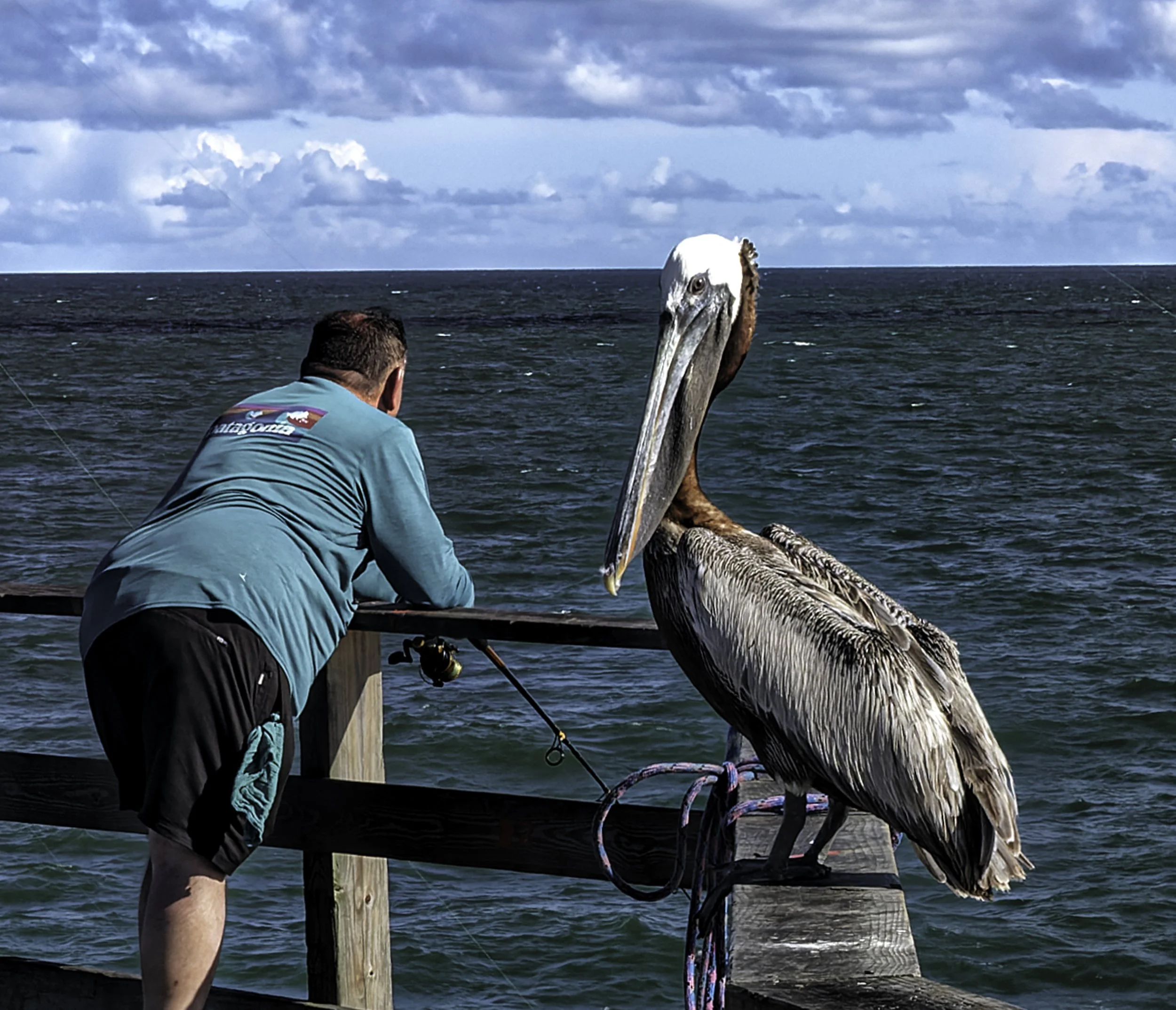 man pelican.jpg