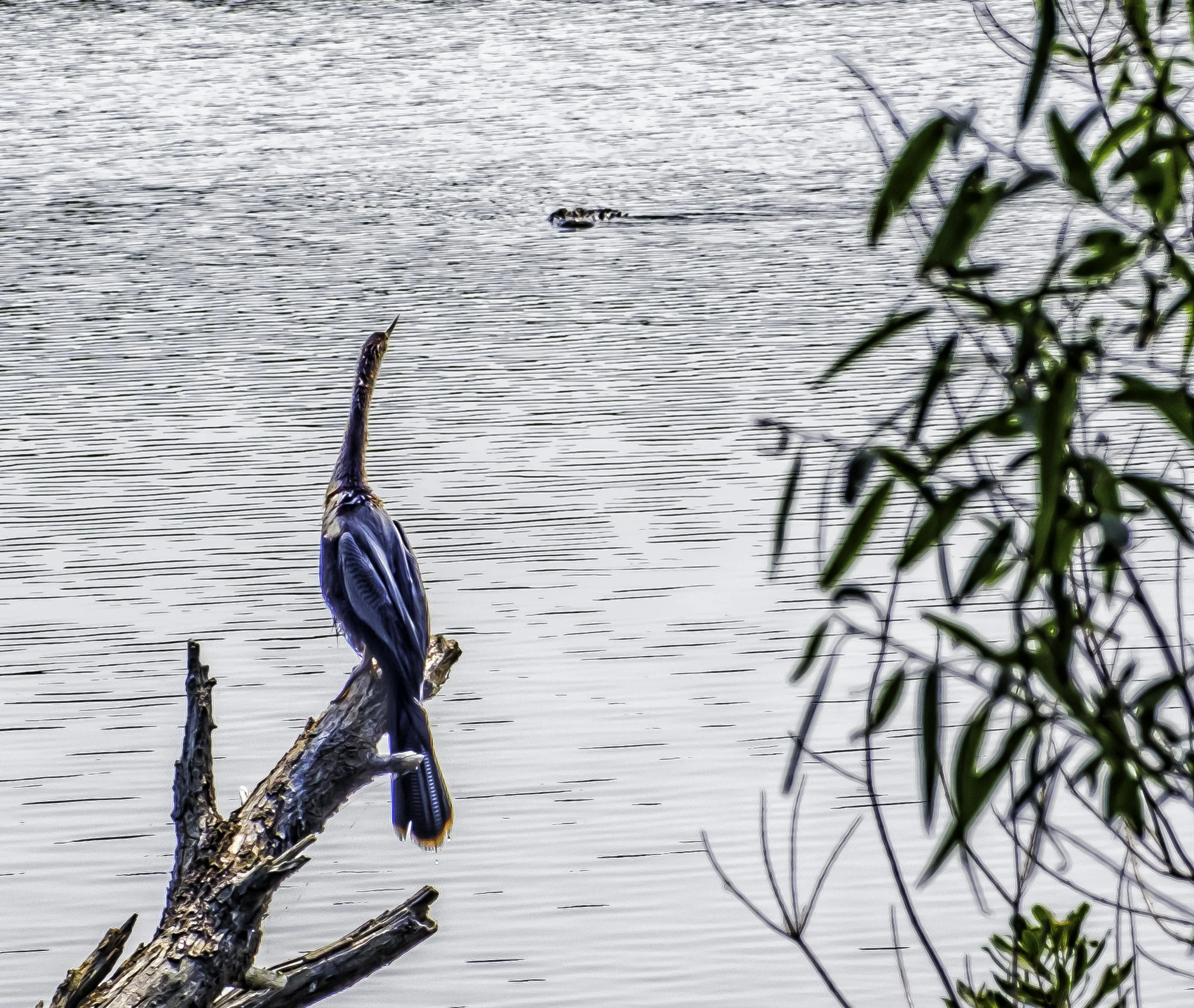 Gator sees Blue Herron