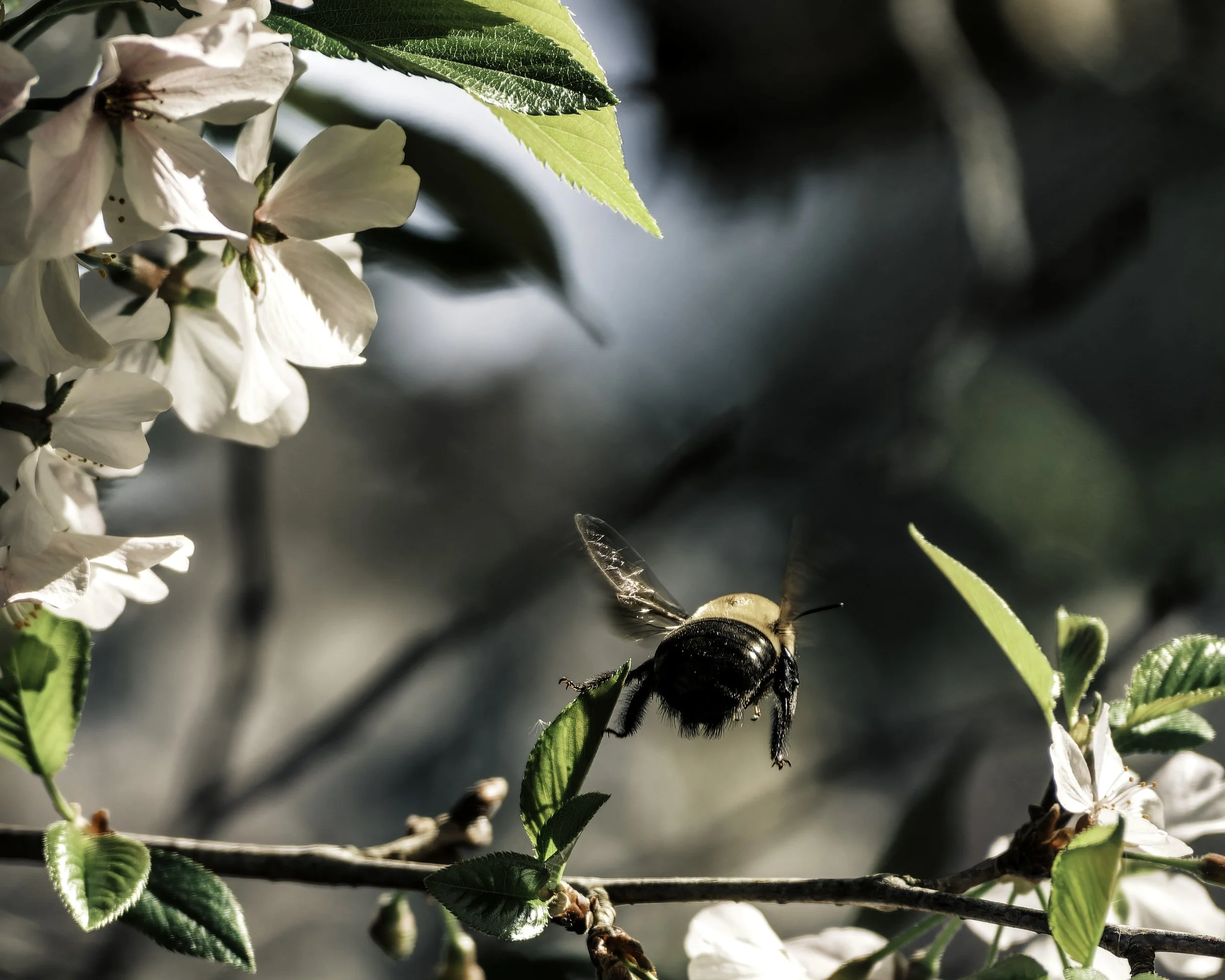 Spring...Carpenter Bees
