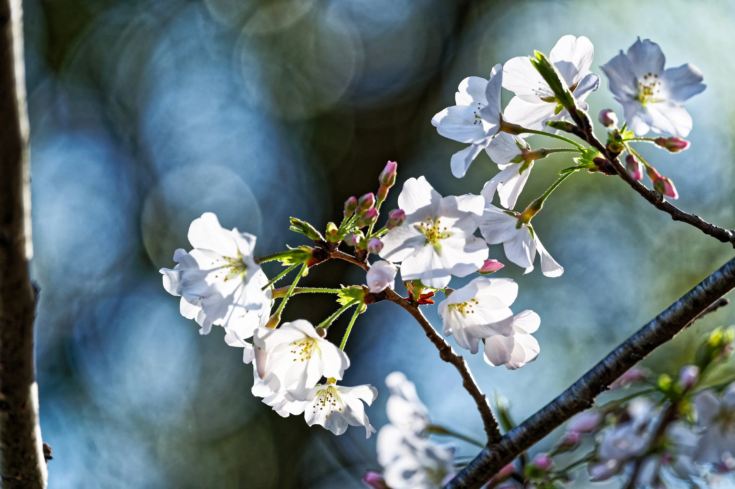 Bradford Pear Tree-2.jpg