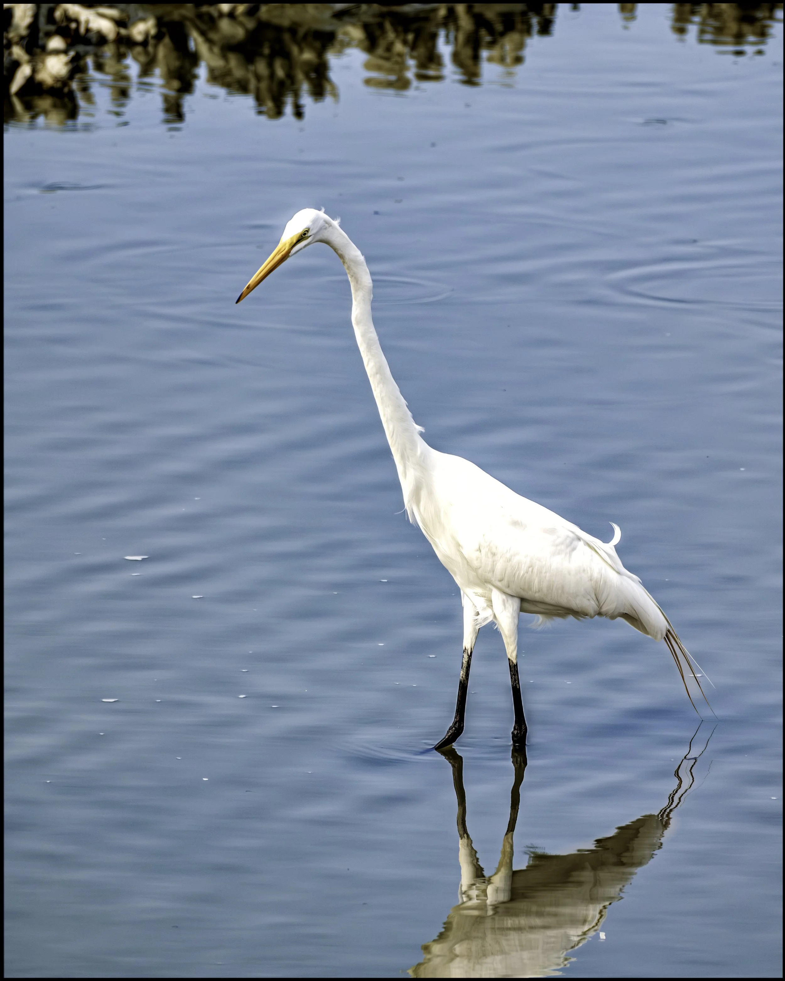 Egret.jpg