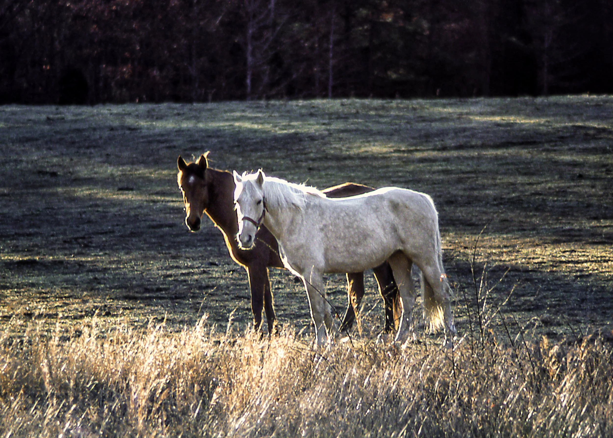 2 horses.jpg