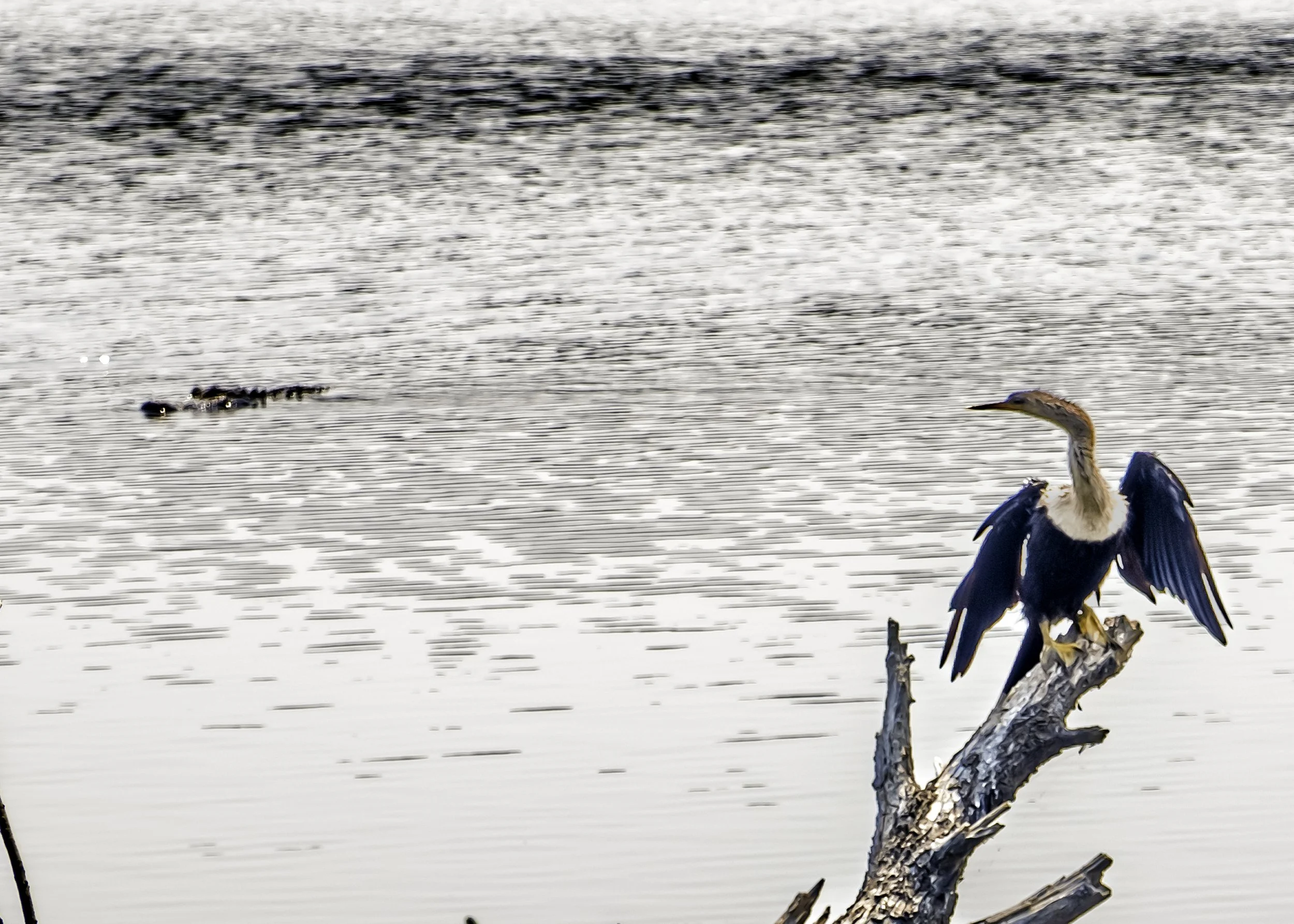 Gator approaches Blue Herron

