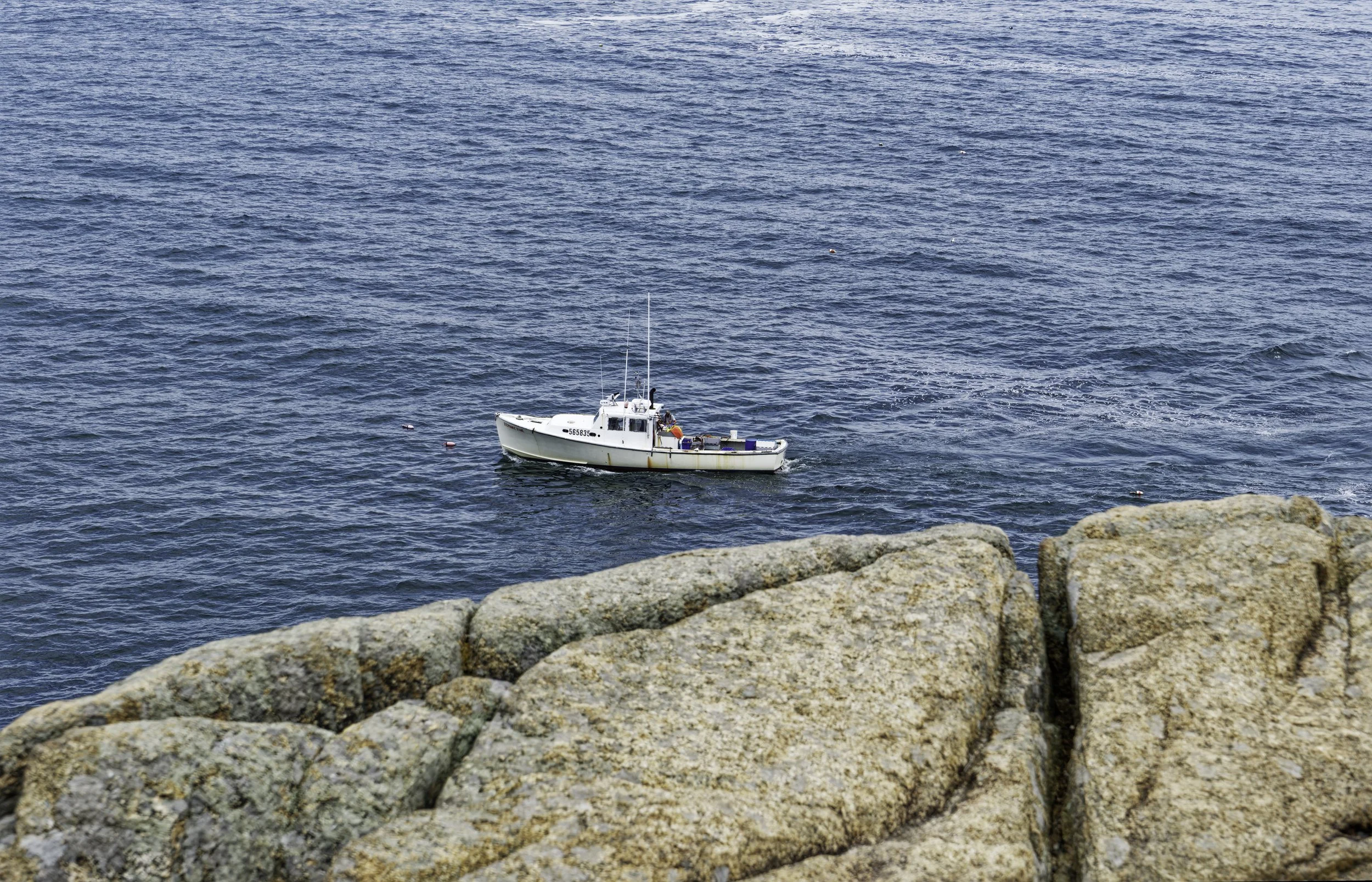 Lobster and rocks.jpg