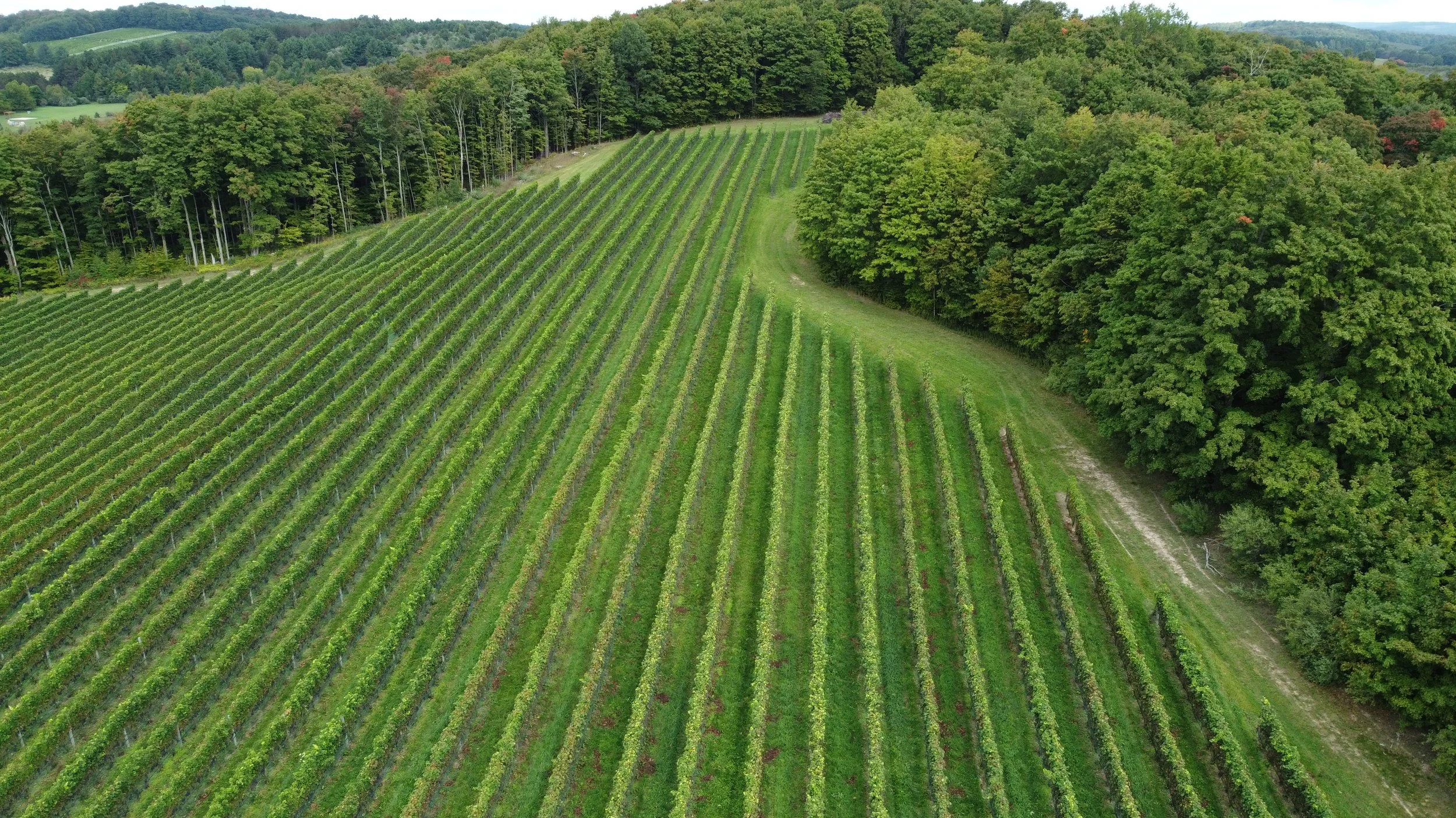 Henny Vineyard - Liana.jpg