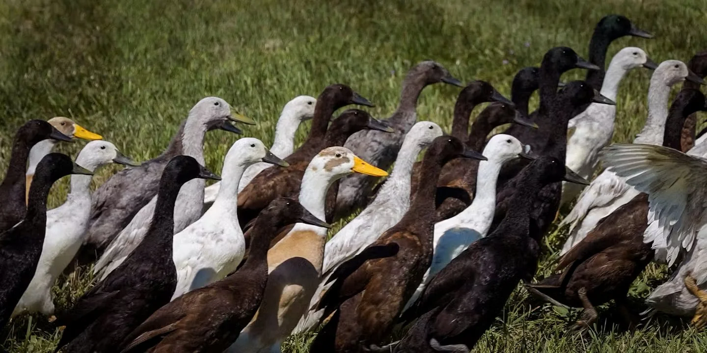 Ducks on Duty at Dune Bird Winery