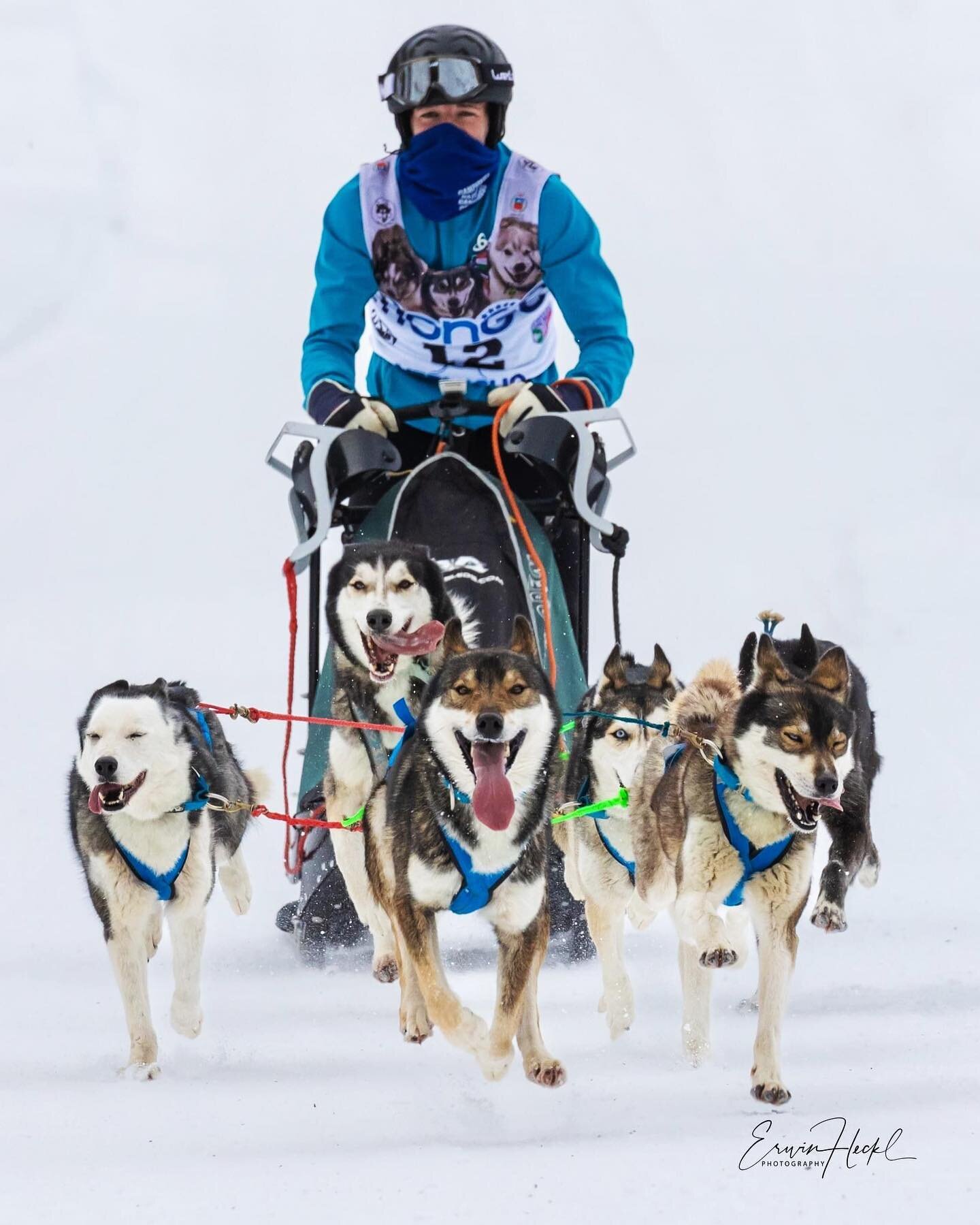 Il nostro Salvatore Fogliano, medaglia di bronzo 🥉 nella categoria Limited MD al Campionato del Mondo WSA 2023 di Vermiglio.

Never stop mushing!

#clubitalianosleddog #sleddog #mushing #snow #winter #wintersport #workingdog #nordicdog #worldchampio