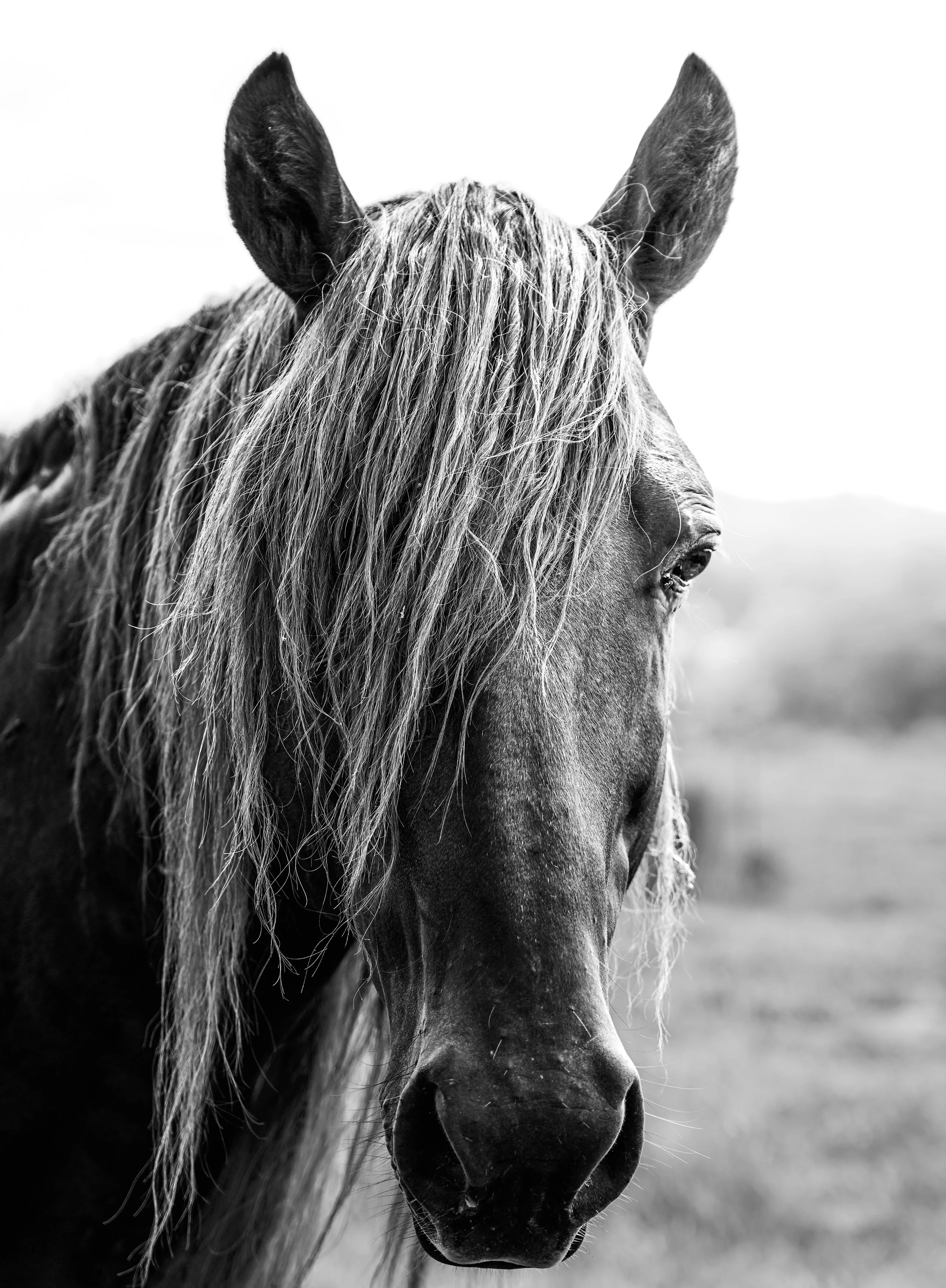 horse-09.jpg
