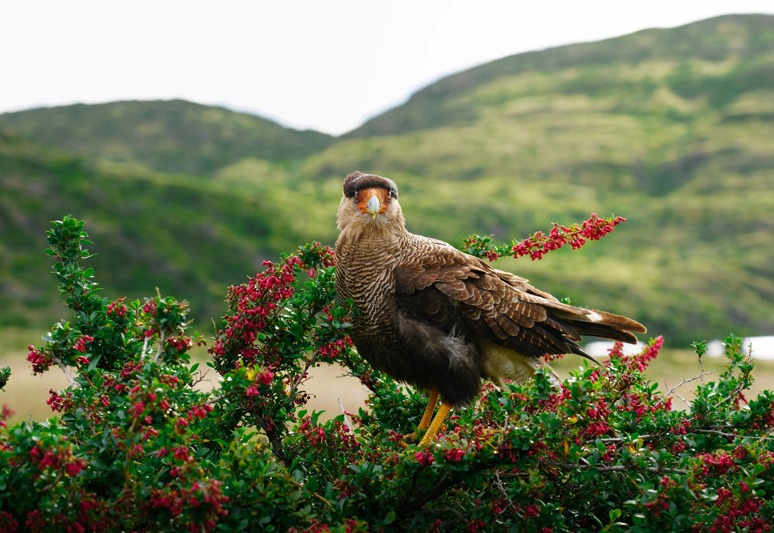 WhatYouLookingAt.Carancho.jpg