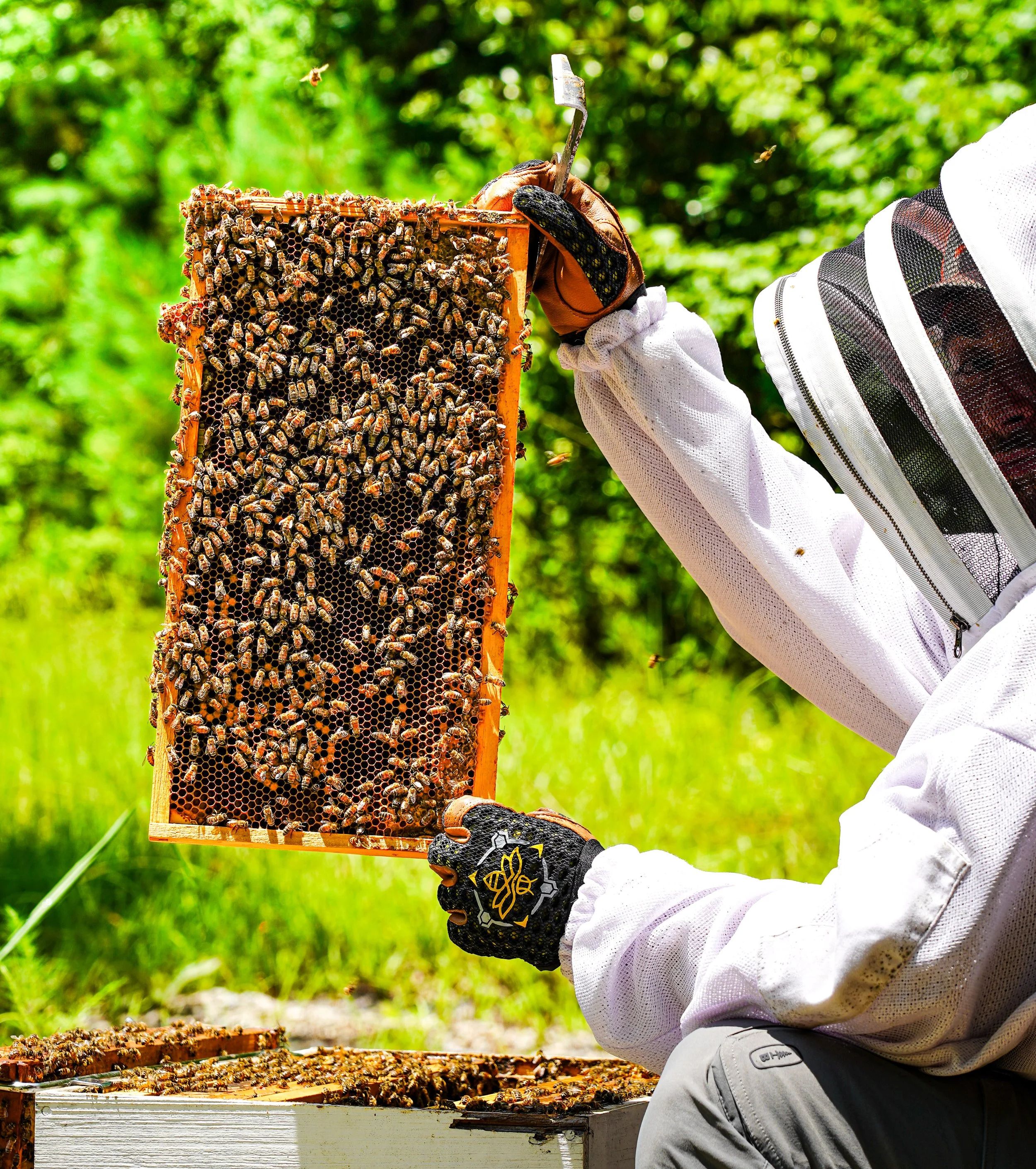 Bee keeping july.4.2024-21.jpg