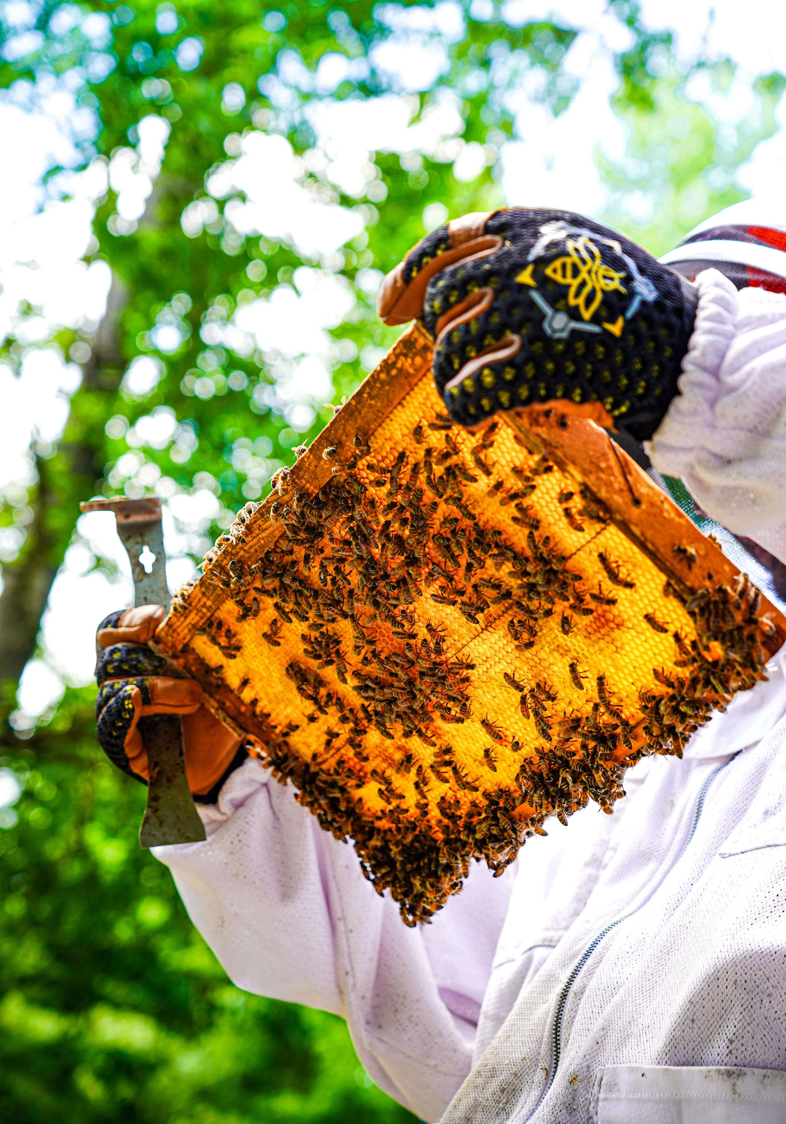 Bee keeping july.4.2024-25.jpg
