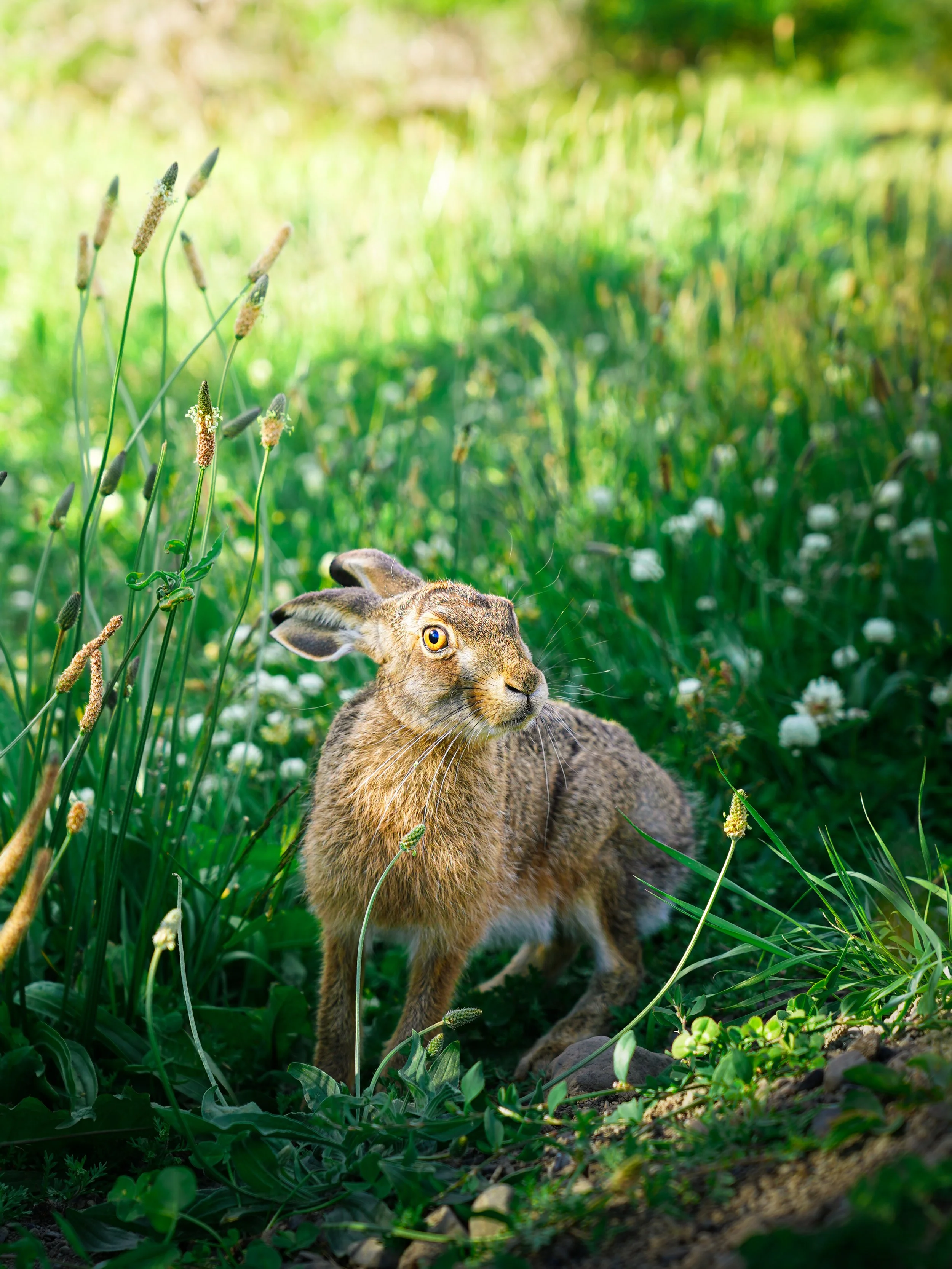 Hare Gonna Hop.jpg