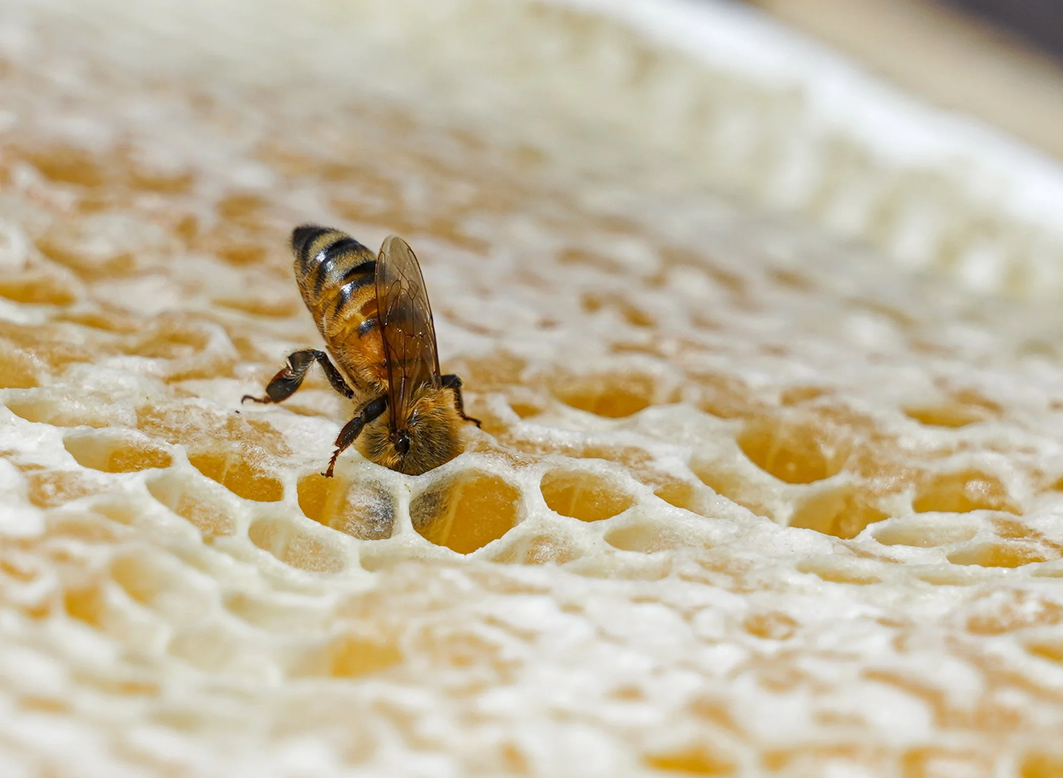 Honey Dive.jpg