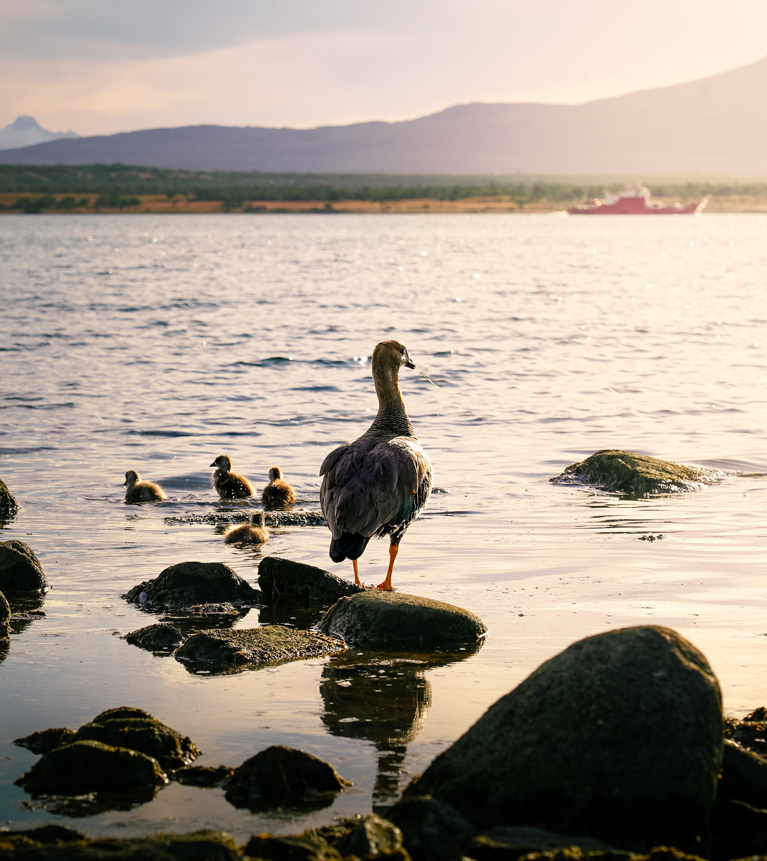 Sunset Birds. Port Natales-2.jpg