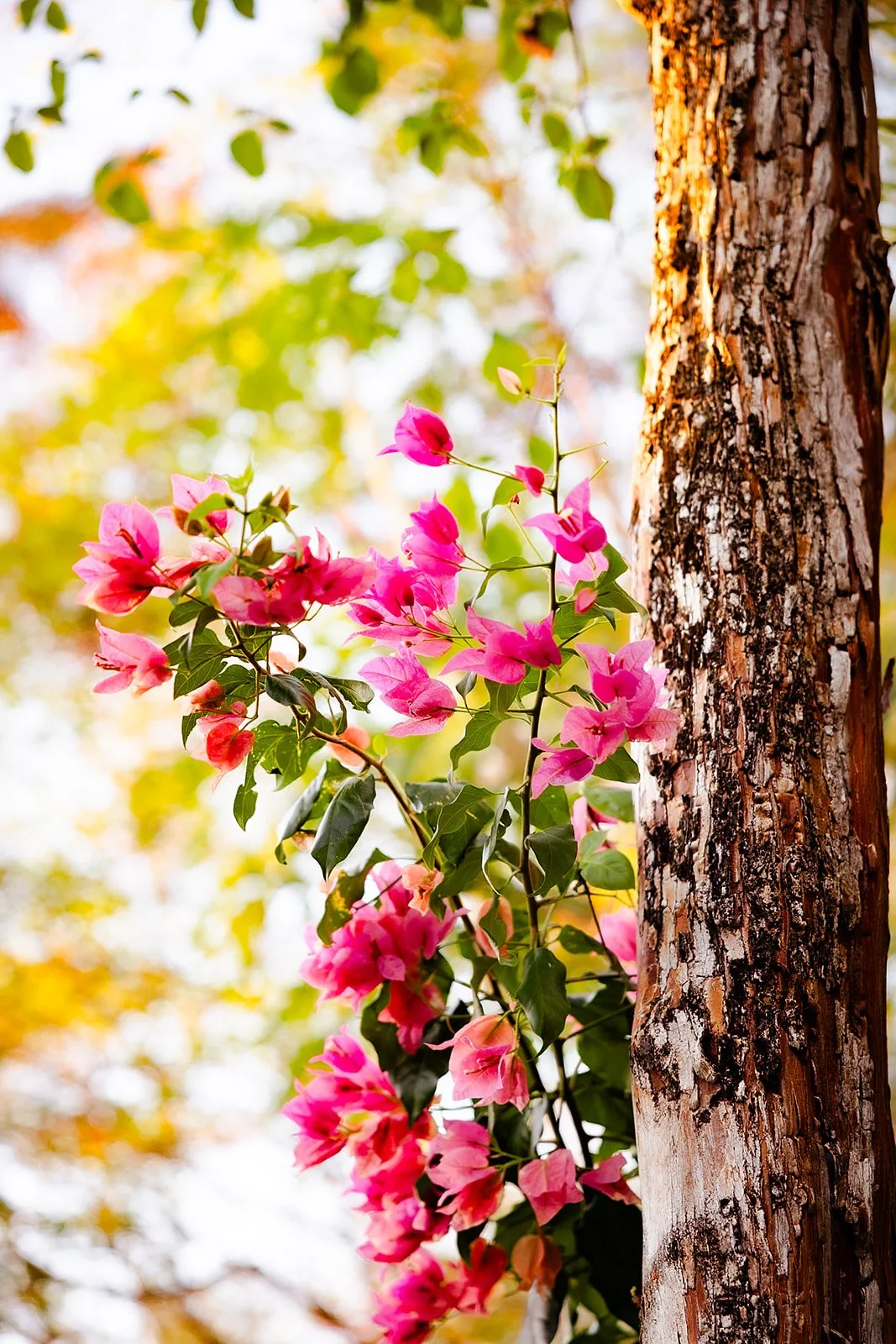 MyRadiantVoice-CostaDulce-44_websize.jpg