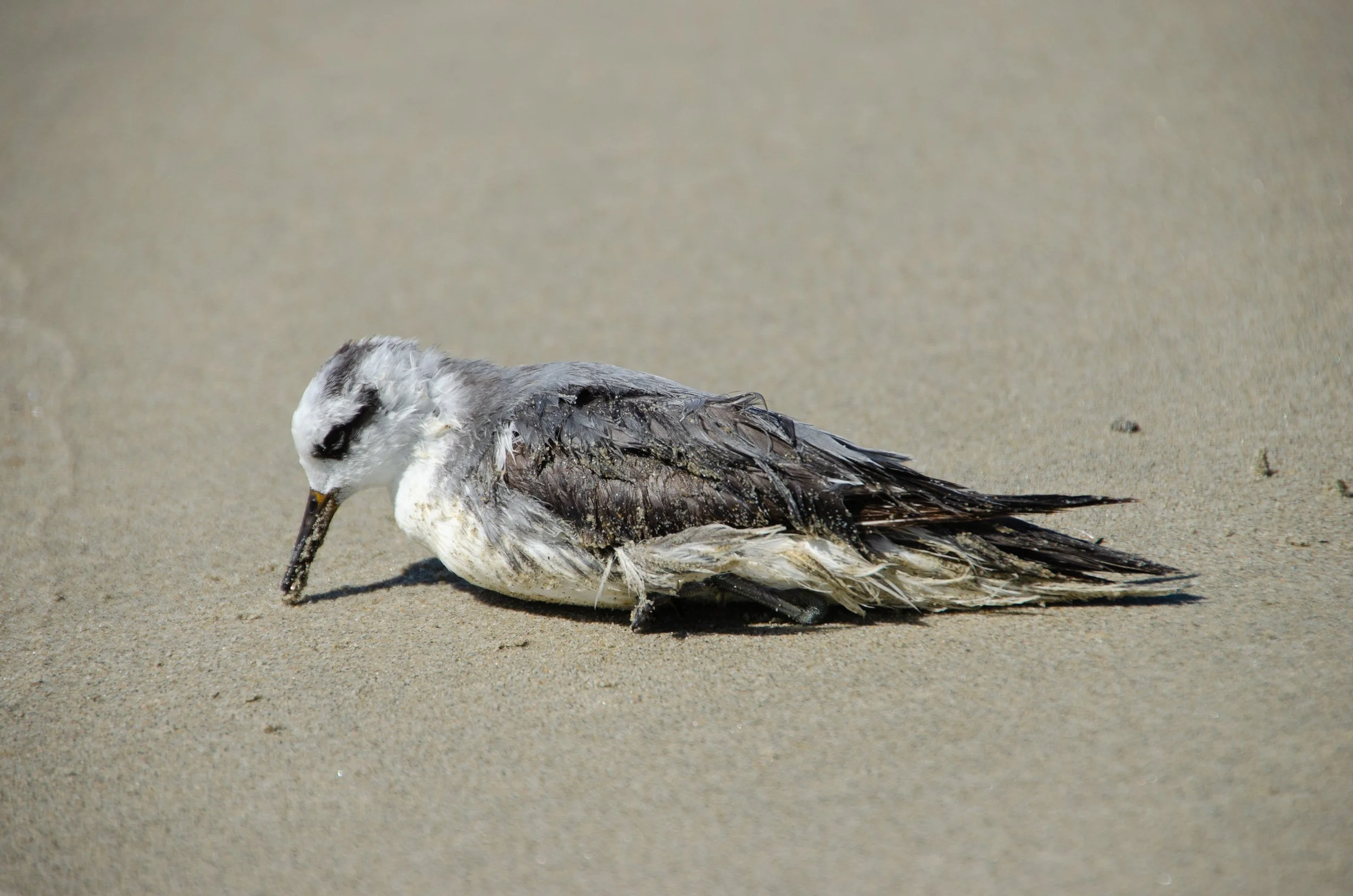 Puerto Escondido, Oaxaca, México, 2023