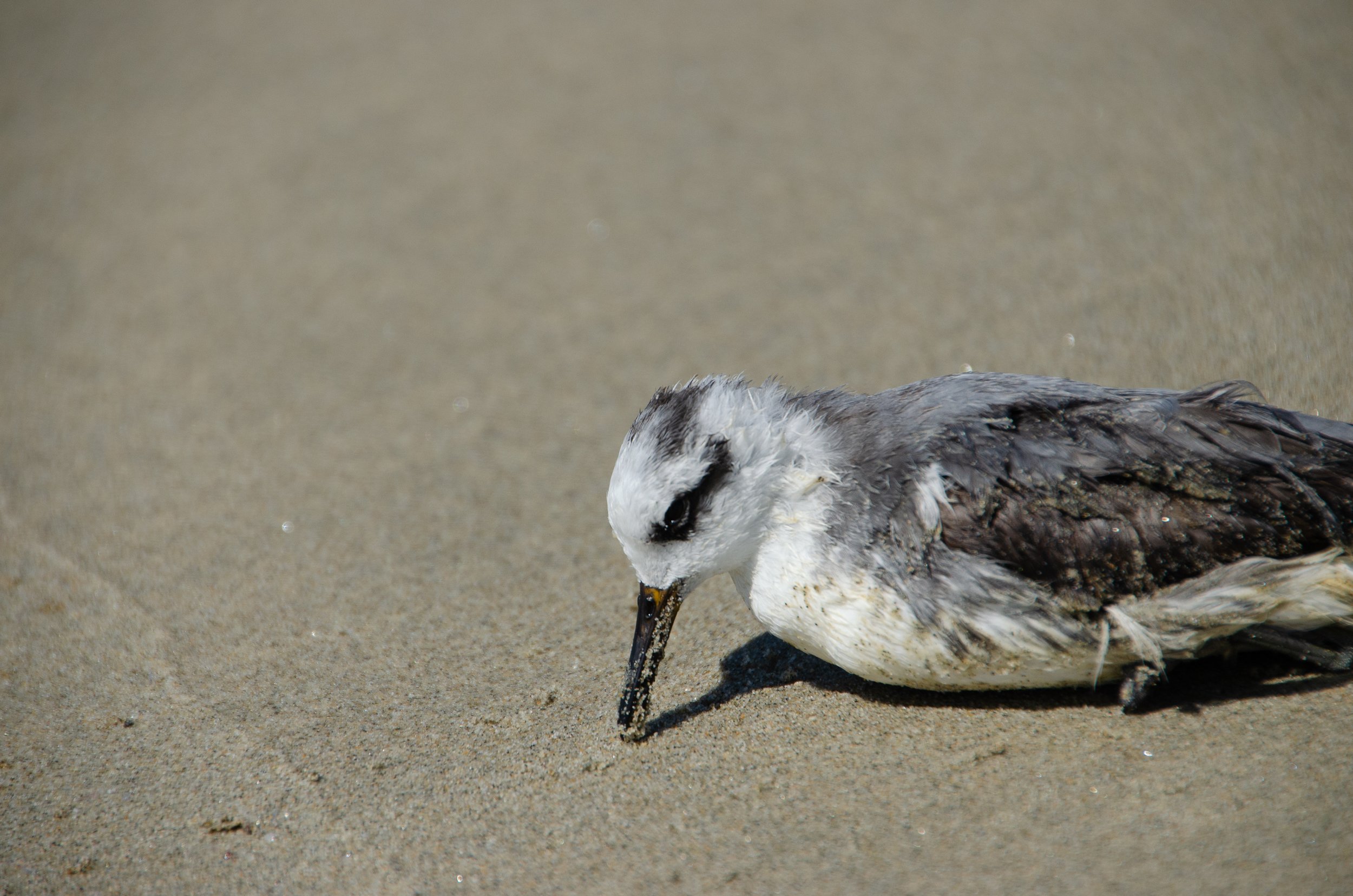 Puerto Escondido, Oaxaca, México, 2023