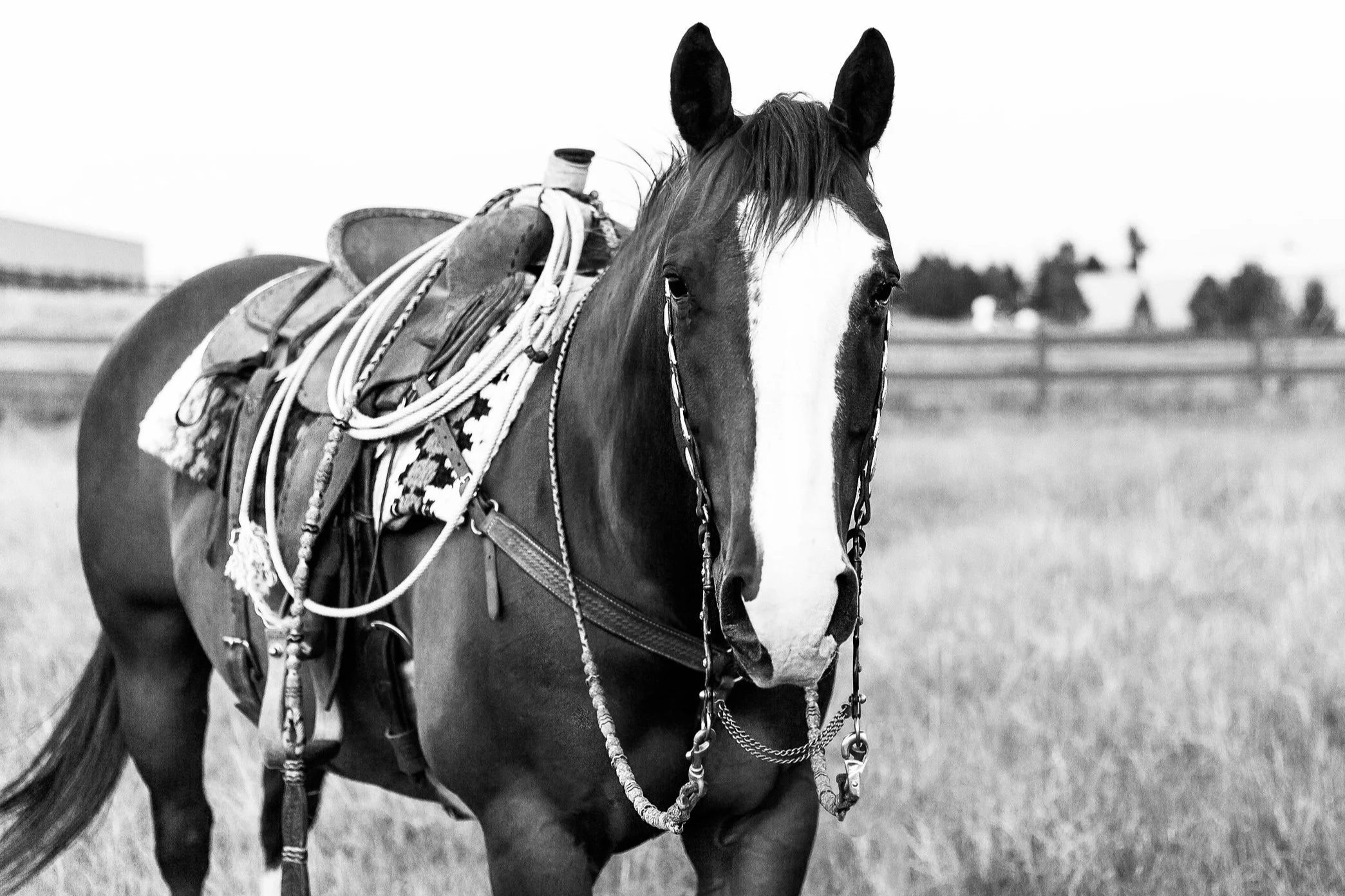 Lazy KT Performance Horses & Sales